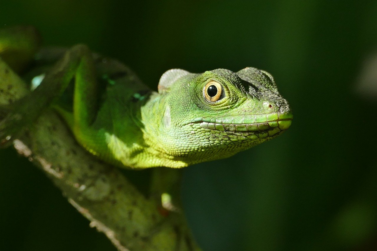 découvrez ce qu'est la biodiversité, son importance pour l'environnement et comment préserver la richesse des espèces pour un avenir durable.