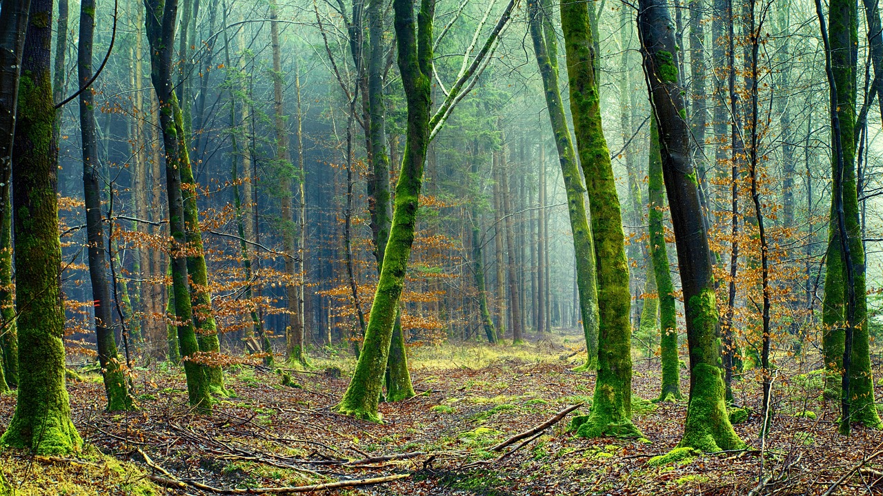 explorez l'importance de l'environnement et découvrez comment protéger notre planète pour un avenir durable.