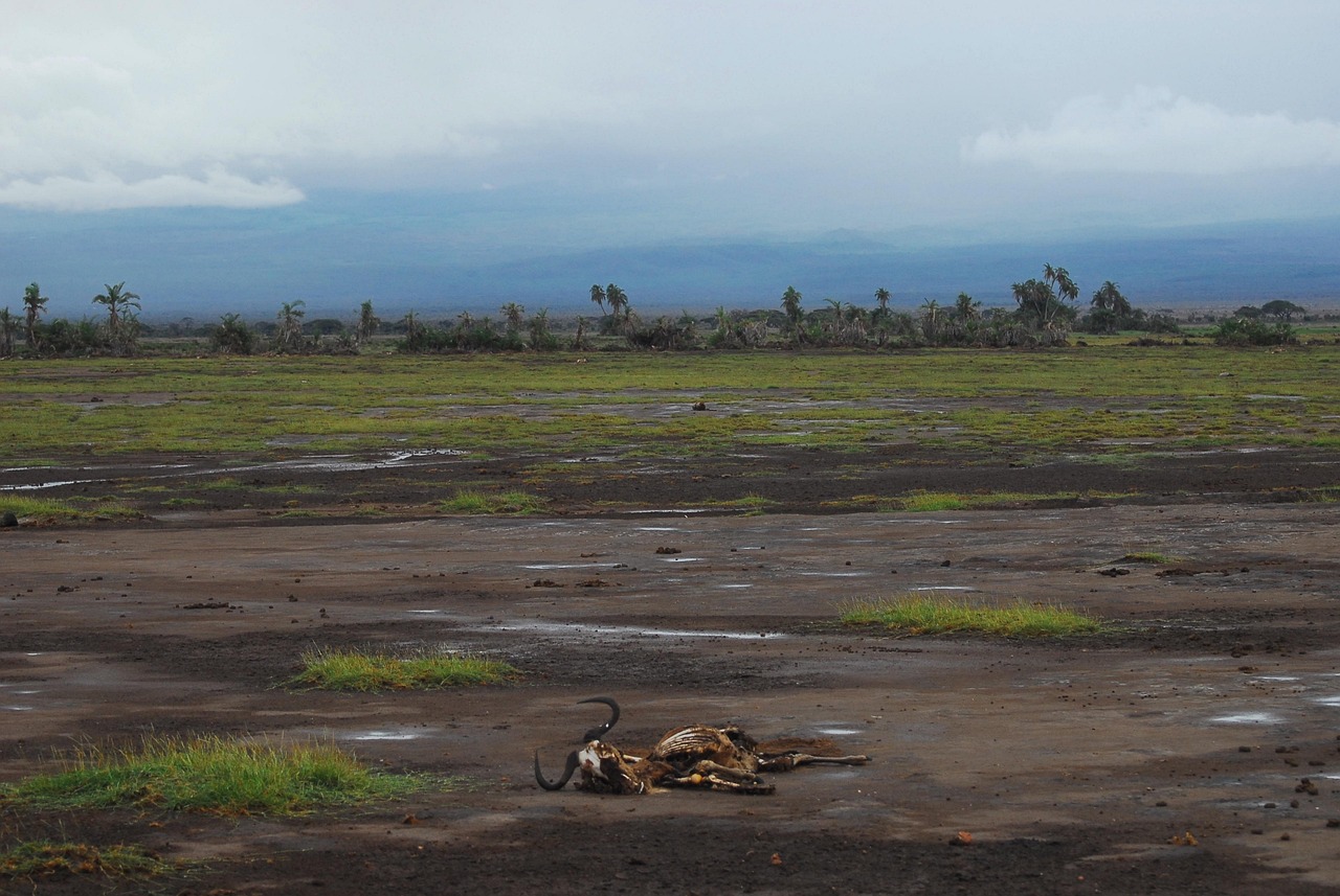 découvrez les causes, les conséquences et les solutions à la crise climatique, un défi majeur de notre époque qui impacte l'environnement, l'économie et notre vie quotidienne.