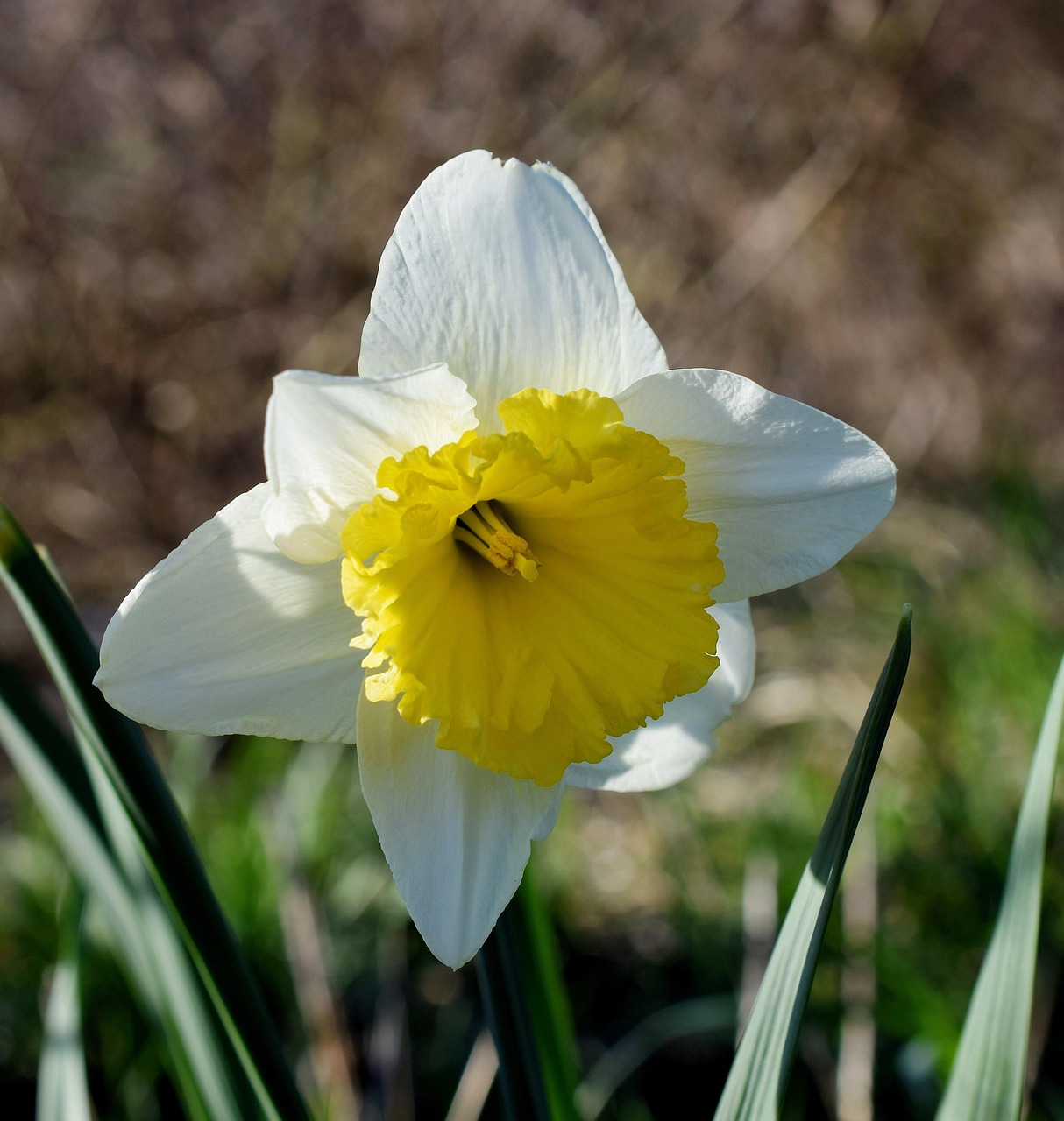 découvrez nos jonquilles précoces, parfaites pour illuminer votre jardin dès les premiers jours du printemps avec leurs fleurs éclatantes.