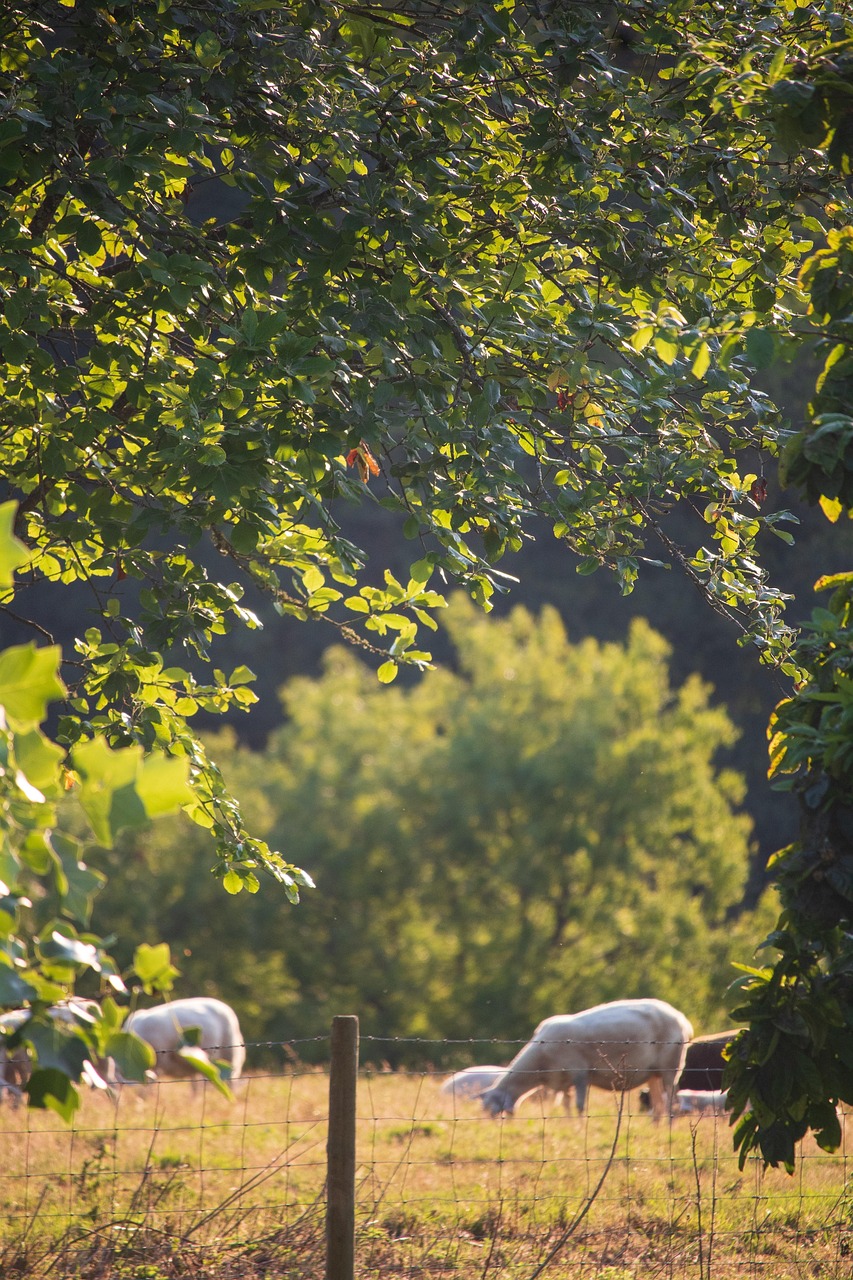 découvrez comment l'agriculture durable permet de produire des aliments tout en respectant l'environnement, favorisant la biodiversité et soutenant les communautés locales.
