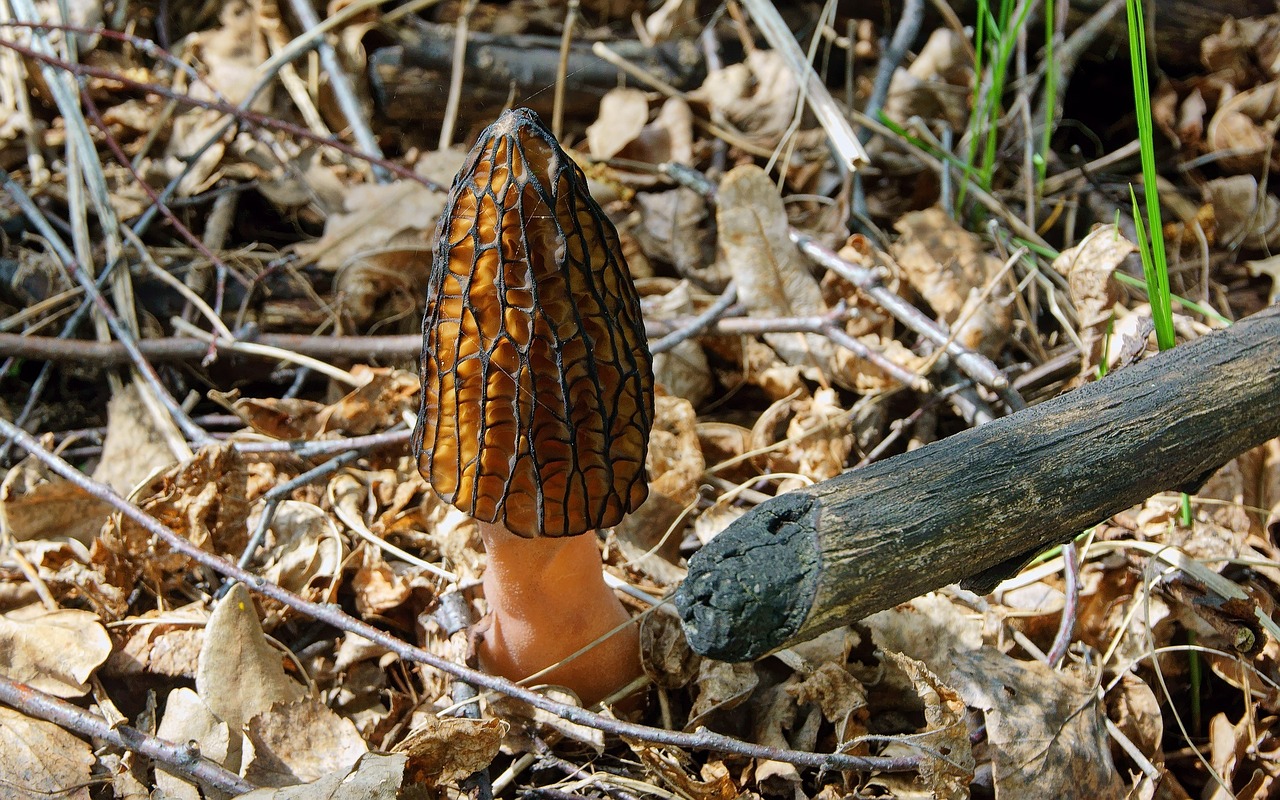découvrez tout ce que vous devez savoir sur la morelle, ce champignon savoureux et exquis. apprenez ses variétés, ses bienfaits pour la santé, et comment le préparer dans vos plats préférés. explorez les secrets de la cuisine avec la morelle !