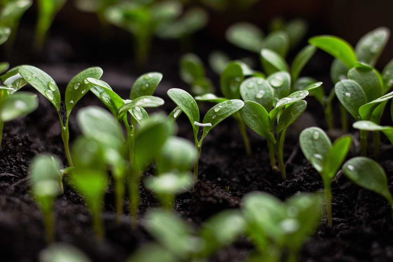 découvrez les pratiques de l'agriculture durable qui préservent l'environnement, optimisent les ressources naturelles et garantissent une alimentation saine et équitable pour les générations futures.