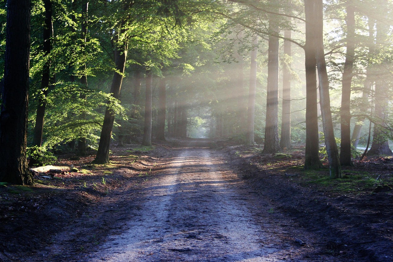 découvrez la beauté et la diversité des forêts, véritables poumons de notre planète. explorez leur rôle essentiel dans la préservation de la biodiversité, la lutte contre le changement climatique et la promotion de la santé humaine. plongez dans l'univers fascinant des écosystèmes forestiers et leur importance pour notre avenir.