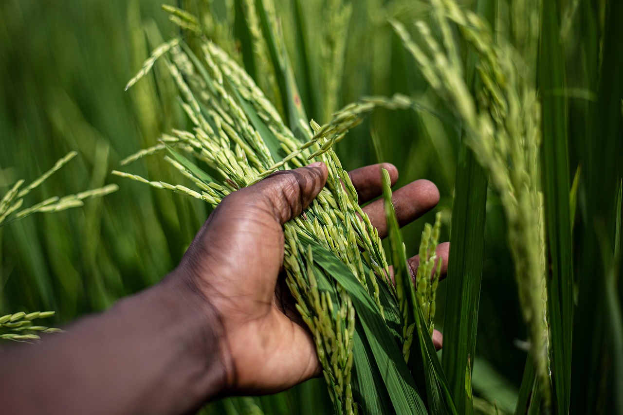 découvrez les pratiques innovantes de la culture du riz durable : respect de l’environnement, optimisation de l’eau et rendement amélioré pour un avenir agricole responsable.