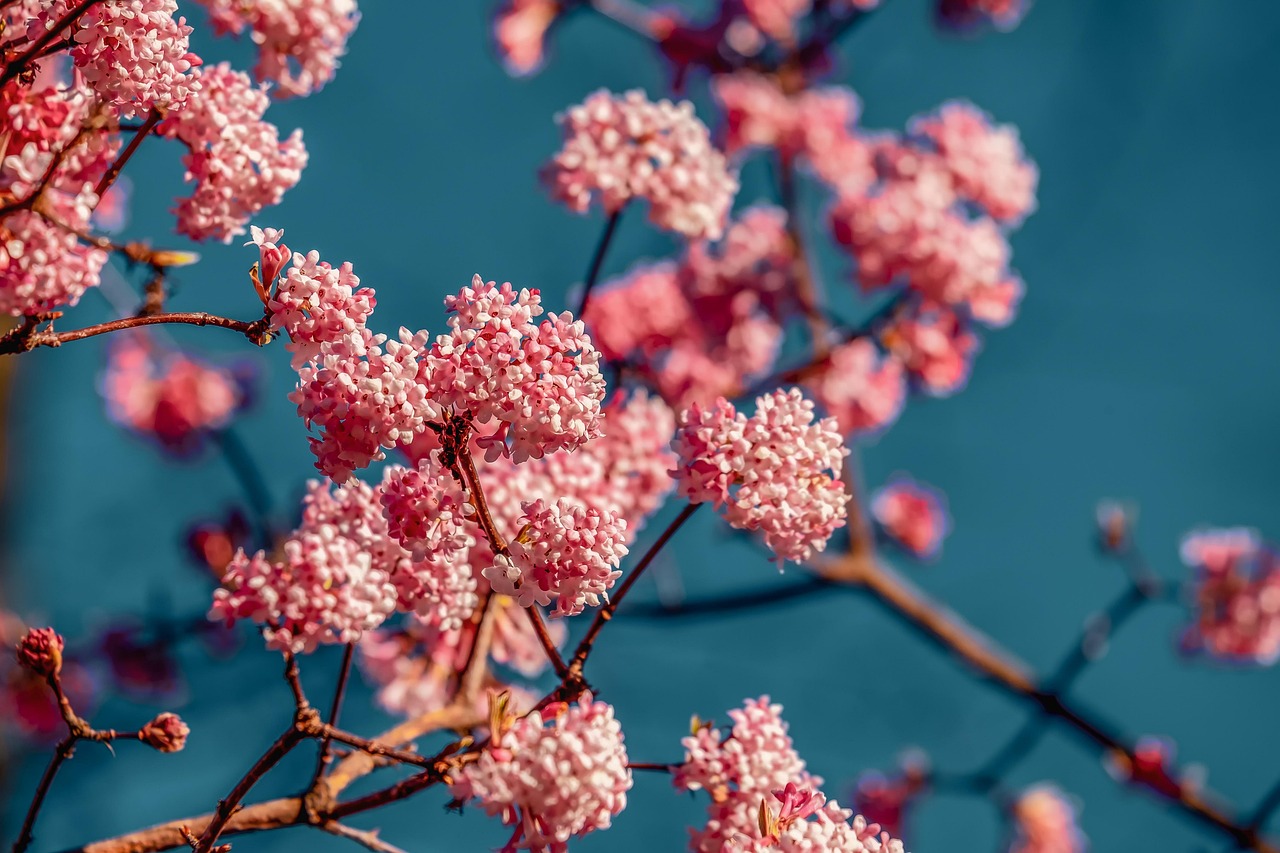 découvrez une sélection de buissons de printemps pour embellir votre jardin avec des fleurs éclatantes et un feuillage verdoyant.