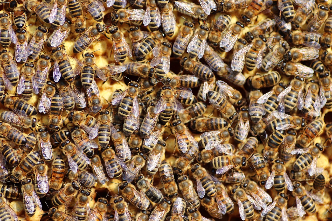 découvrez tout sur les abeilles : leur rôle essentiel dans la pollinisation, leur organisation sociale et comment les protéger.