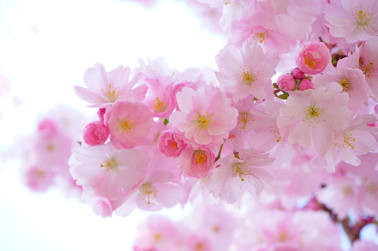 découvrez des conseils pratiques, astuces et idées pour réussir votre jardinage, que vous soyez débutant ou expert.