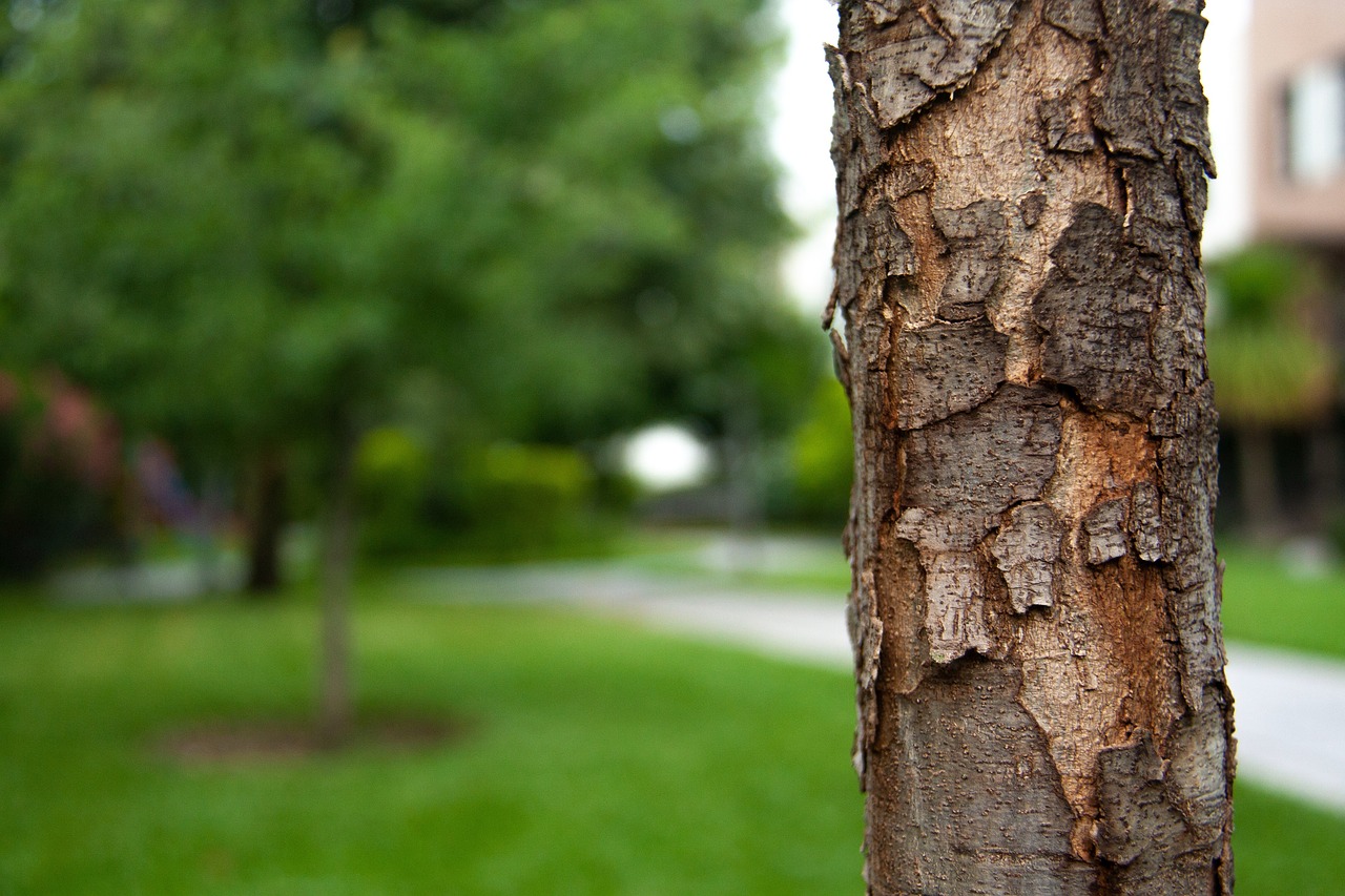 découvrez l'importance de la reforestation pour restaurer les écosystèmes, lutter contre le changement climatique et préserver la biodiversité.