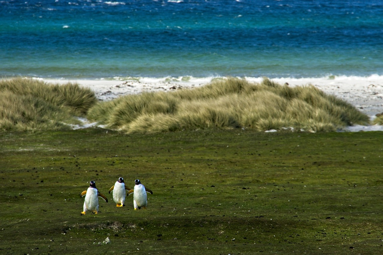 découvrez comment protéger efficacement l'habitat naturel et les écosystèmes essentiels. explorez des stratégies et des initiatives pour préserver la biodiversité et soutenir la durabilité environnementale.