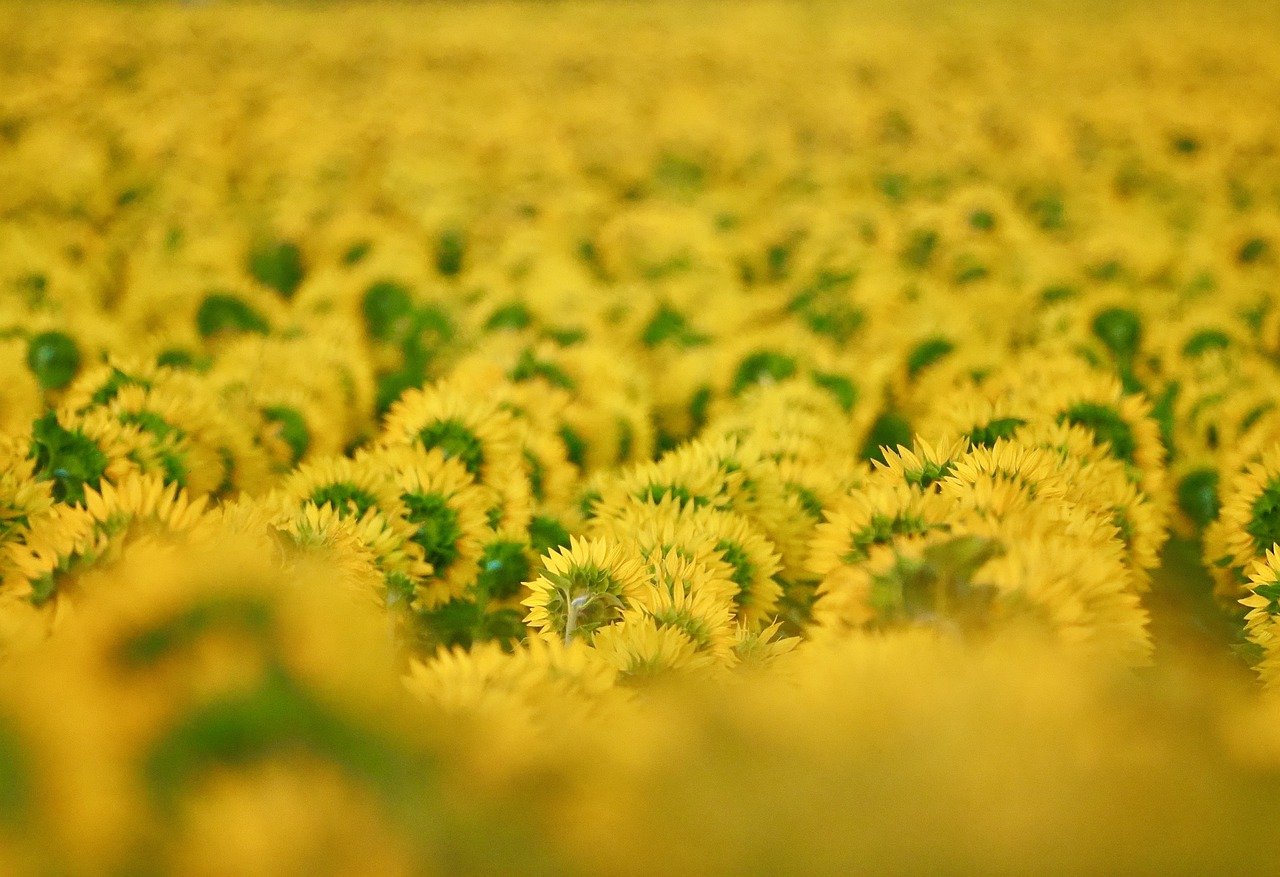découvrez l'importance de la biodiversité pour notre planète. apprenez comment elle soutient les écosystèmes, favorise la santé humaine et contribue à la durabilité de notre environnement. engagez-vous pour protéger la richesse naturelle qui nous entoure.