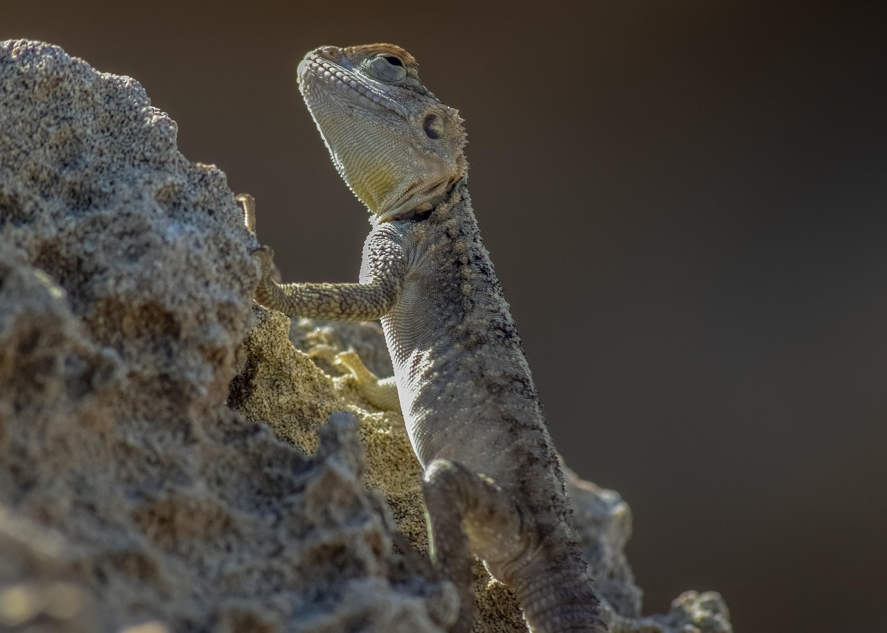 découvrez les stratégies d'adaptation au changement climatique qui aident les communautés et les écosystèmes à s'ajuster aux impacts environnementaux croissants. explorez les solutions innovantes et durables pour un avenir résilient face aux défis climatiques.