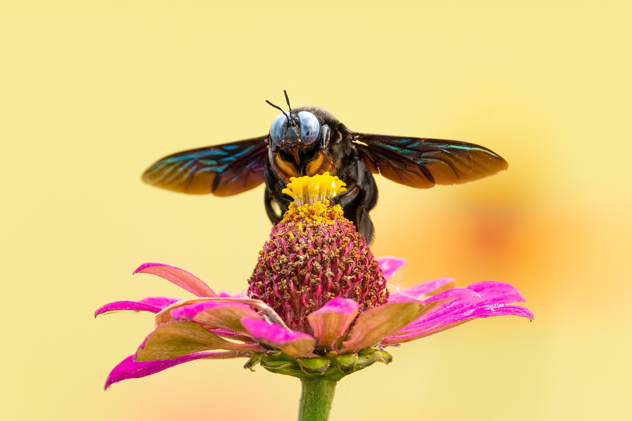 découvrez l'univers fascinant des insectes, leurs rôles essentiels dans nos écosystèmes, leurs comportements étonnants et leur diversité incroyable. plongez dans le monde des petites créatures qui peuplent notre planète et apprenez comment les protéger.