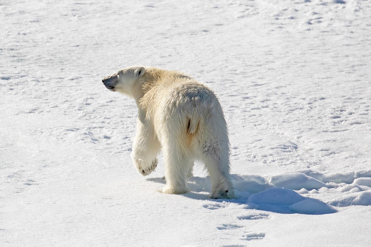 découvrez ce que sont les calottes glaciaires polaires, leur importance pour l’équilibre climatique mondial et les conséquences du réchauffement climatique sur leur fonte rapide.