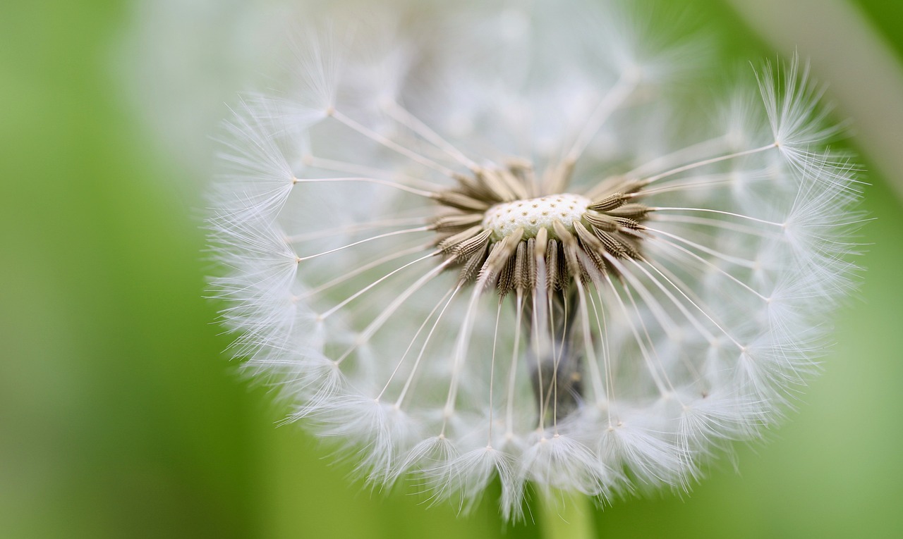 découvrez notre sélection de semences locales, idéales pour cultiver des plantes adaptées à votre région. garantissez une récolte abondante et savoureuse grâce à nos graines de qualité, tout en soutenant la biodiversité locale.
