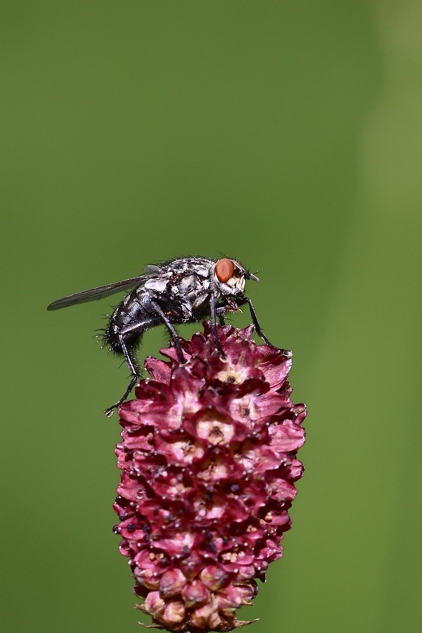 découvrez le fascinant monde des insectes : leur diversité, leur rôle essentiel dans l'écosystème et des faits étonnants qui vous feront voir ces petites créatures sous un nouveau jour.