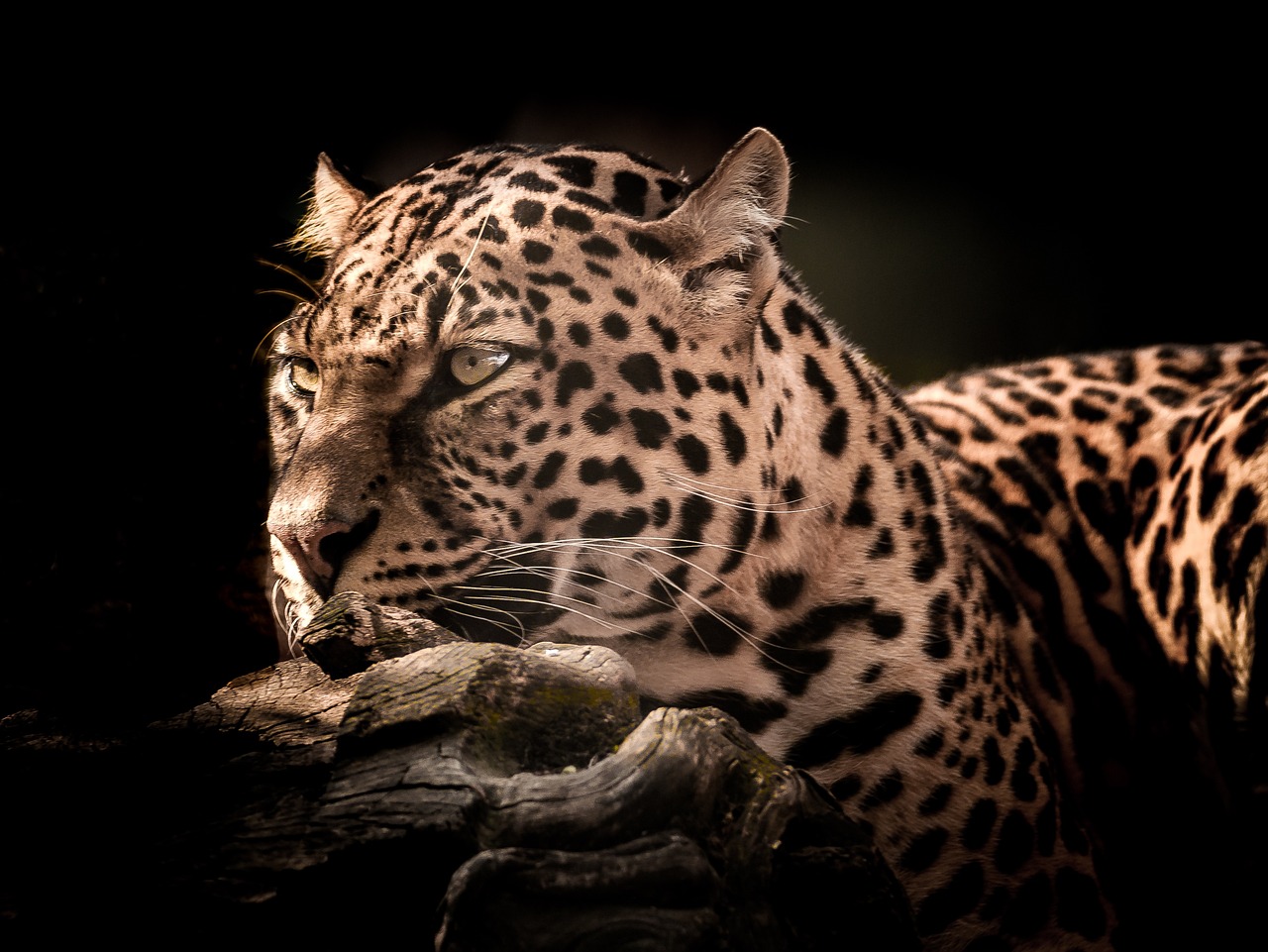 découvrez les espèces menacées, leur habitat, les défis auxquels elles font face et les efforts de conservation entrepris pour préserver notre biodiversité. apprenez comment vous pouvez agir pour protéger ces formes de vie uniques et garantir leur survie pour les générations futures.