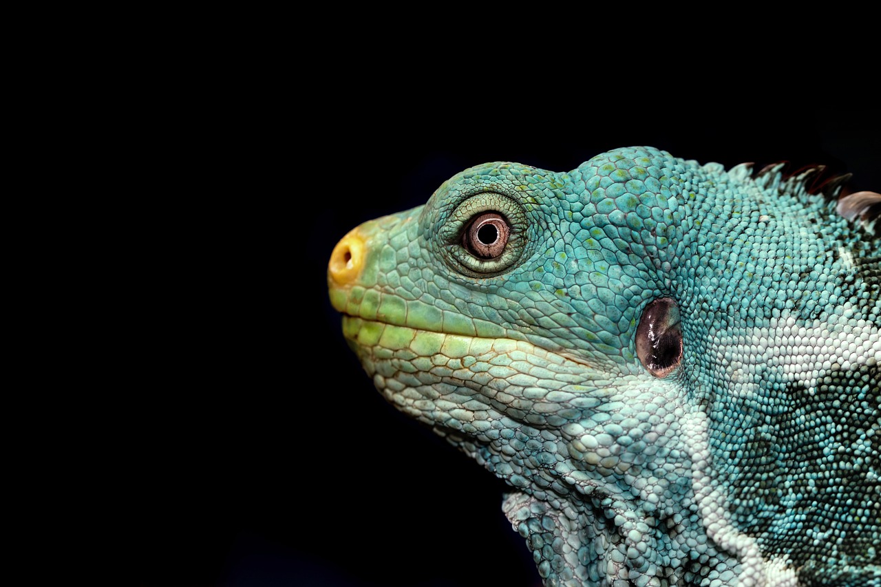 découvrez la richesse de la biodiversité, un patrimoine naturel essentiel qui soutient notre planète. explorez les différentes espèces, écosystèmes et leur importance pour l'équilibre environnemental et le bien-être humain.
