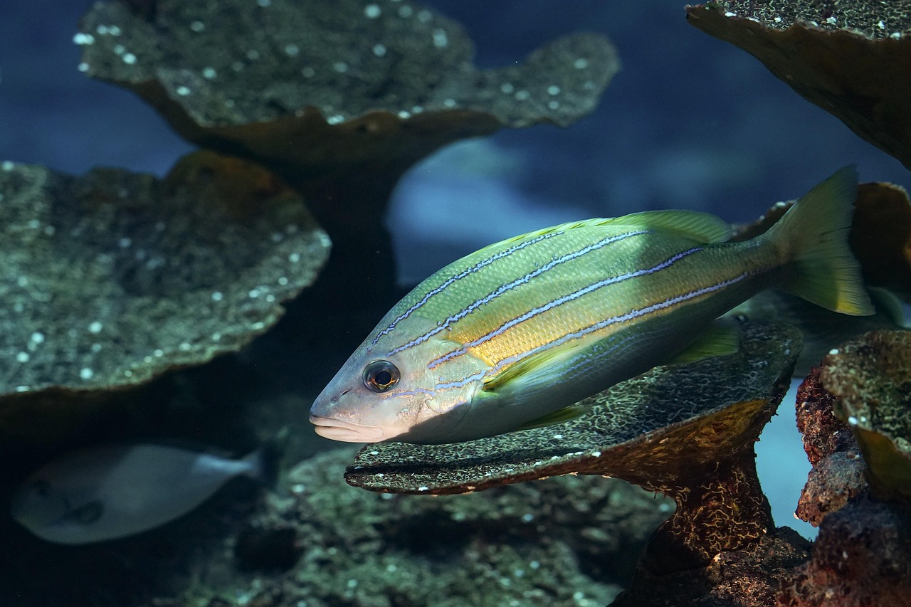 découvrez l'importance de la biodiversité pour notre planète. explorez les différentes espèces, leurs habitats et comment préserver l'équilibre écologique pour un avenir durable.