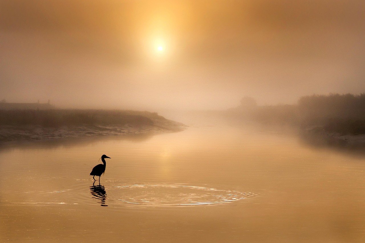 découvrez l'importance des zones humides pour la biodiversité et la régulation de l'eau. explorez leur rôle essentiel dans l'écosystème et leurs bienfaits pour la nature et les communautés.