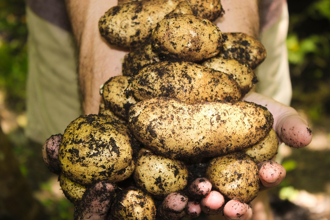 découvrez comment créer un jardin bio sur votre balcon pour cultiver des légumes et herbes fraîches toute l'année, même en espace réduit.