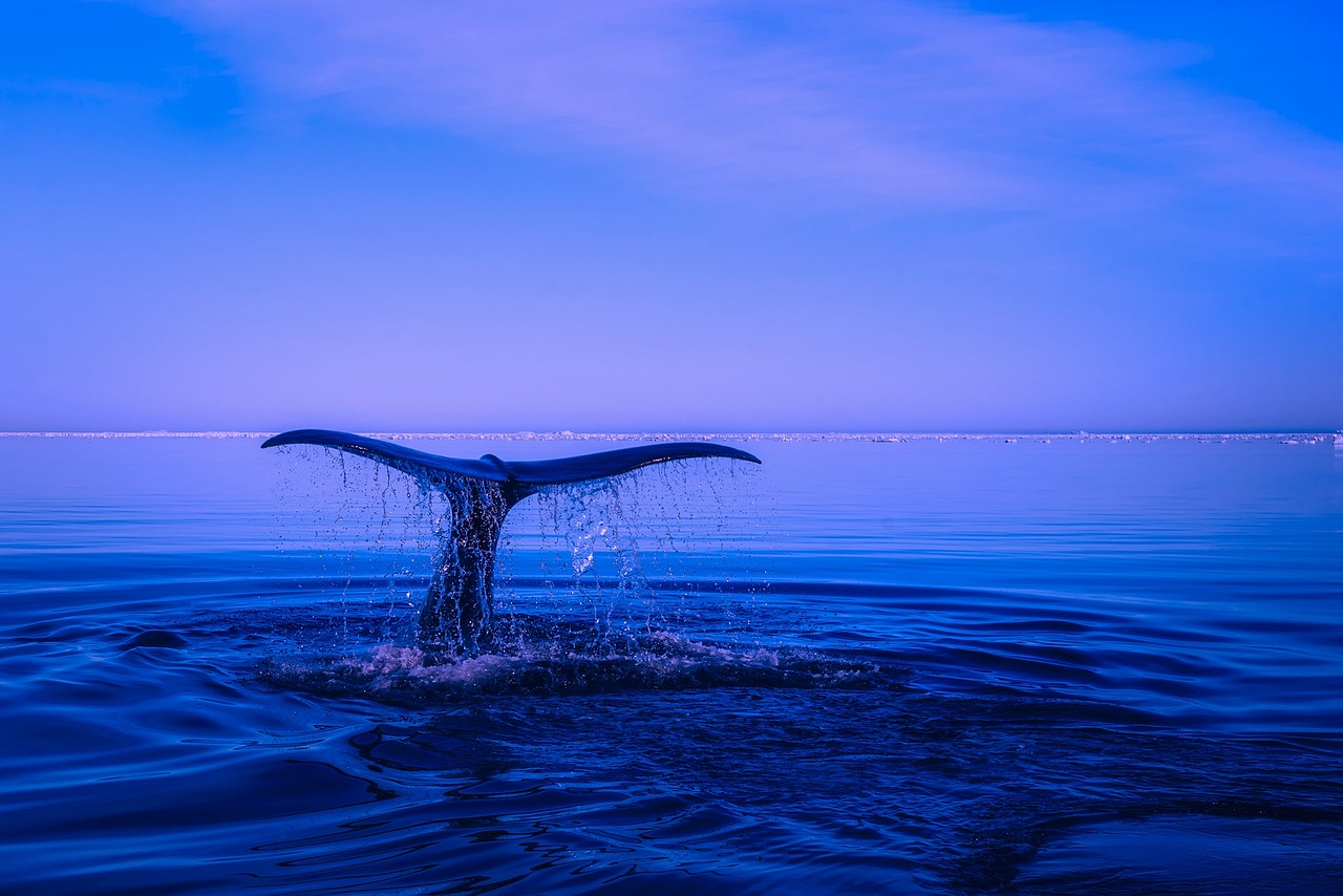 découvrez le monde fascinant des baleines : leur mode de vie, leurs migrations impressionnantes et leur importance vitale pour l’écosystème marin.