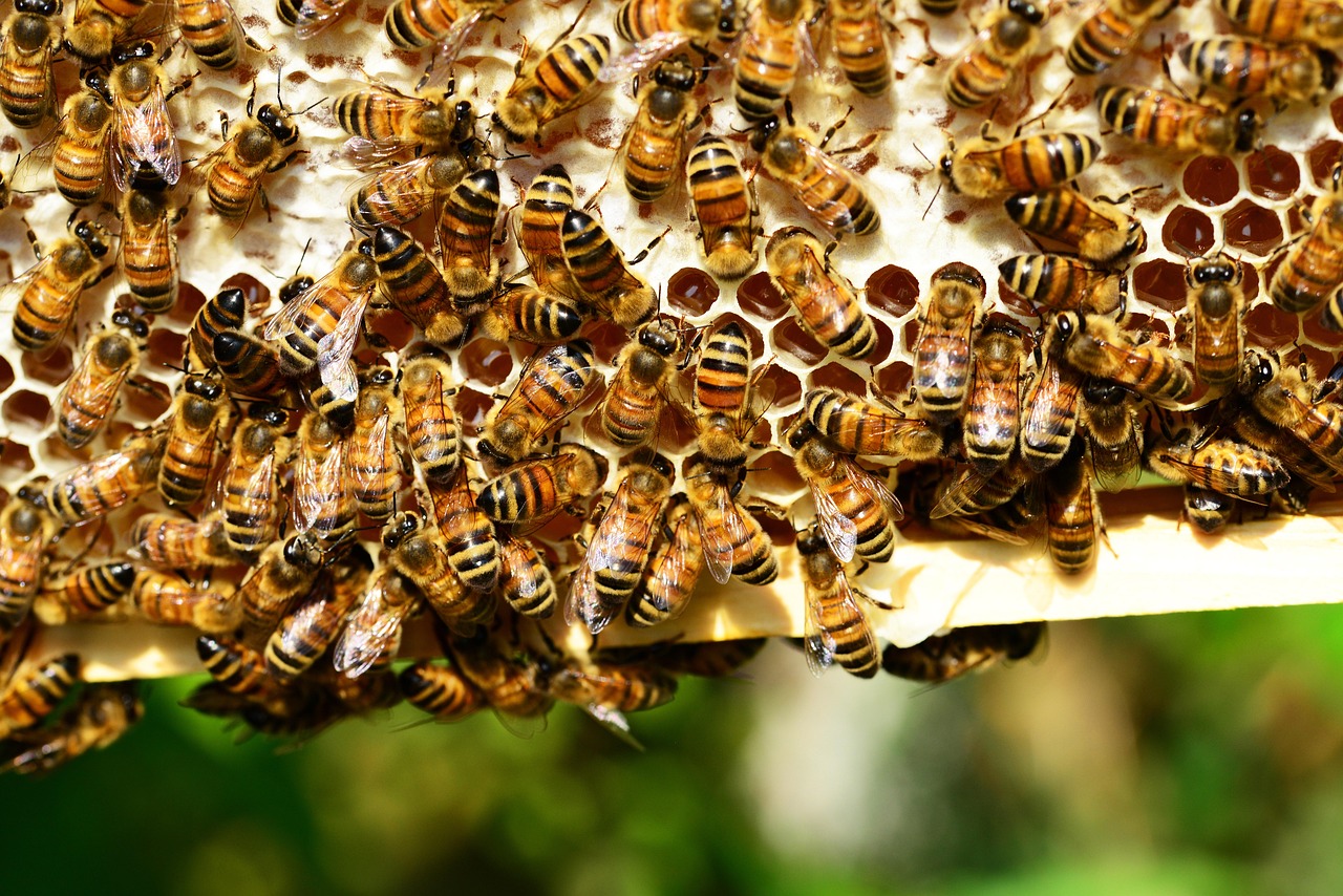 découvrez l'importance de la biodiversité, son rôle essentiel dans les écosystèmes et les actions pour la préserver.