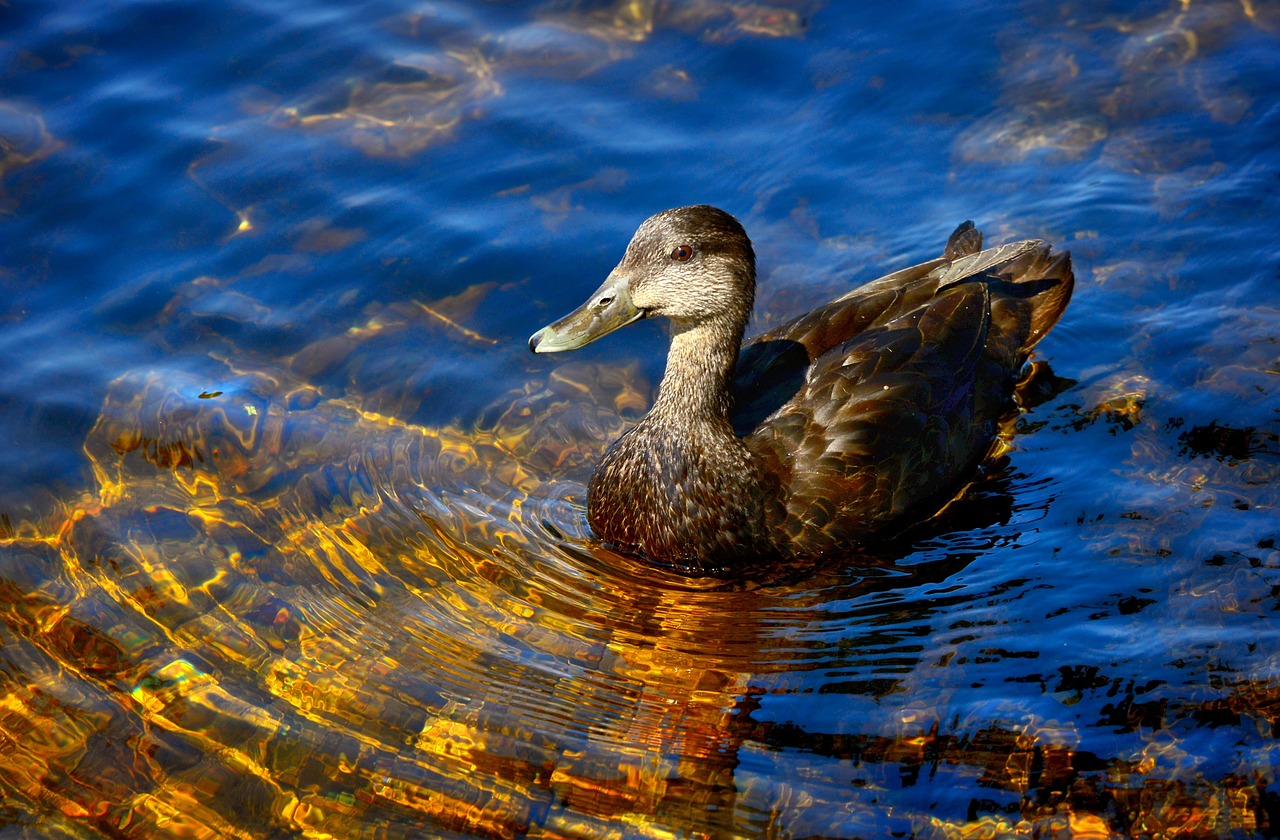analyse des impacts du retrait des états-unis sur la biodiversité et le climat mondial, et les enjeux environnementaux associés.