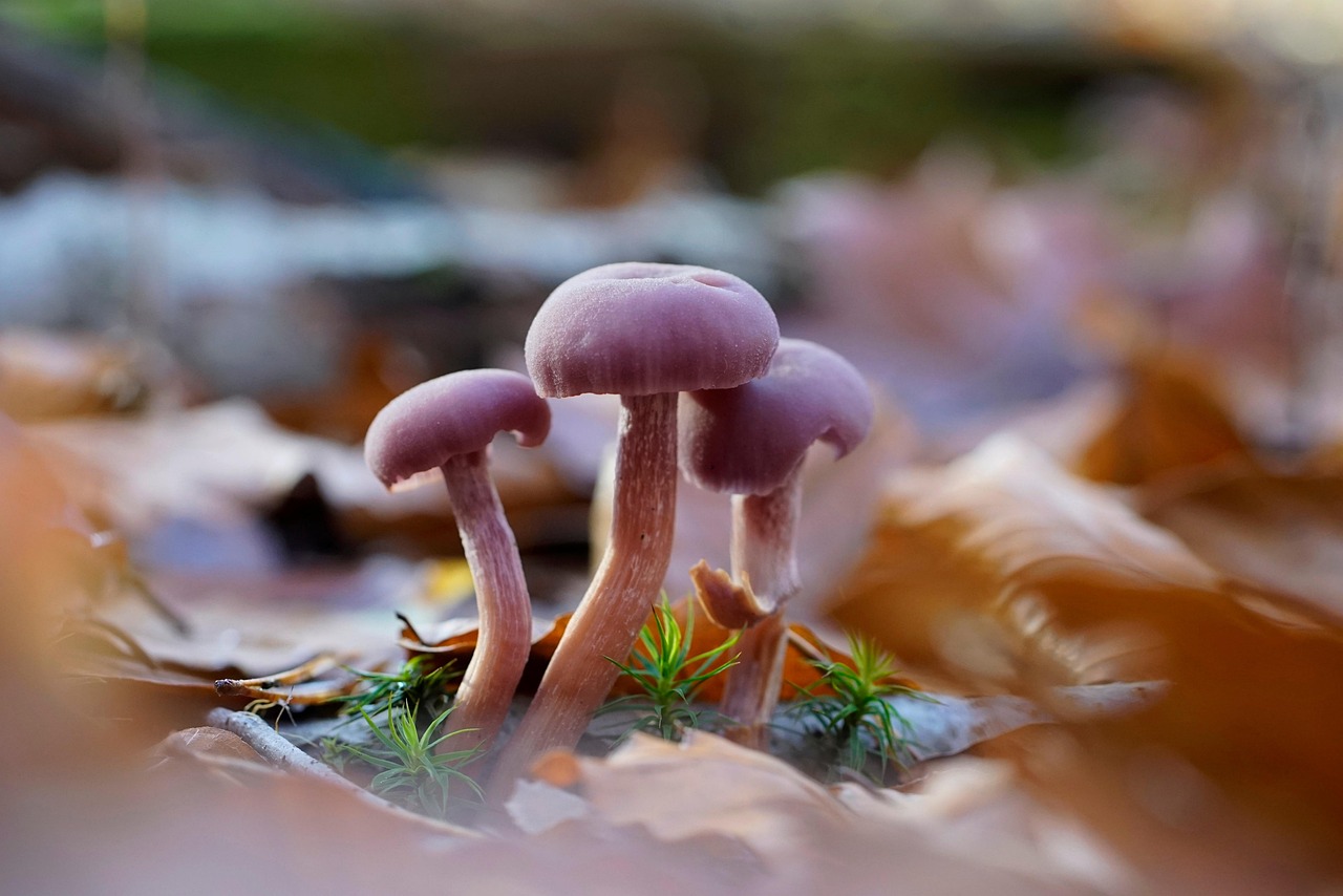 découvrez l'importance de la biodiversité pour maintenir l'équilibre des écosystèmes et protéger la richesse naturelle de notre planète.