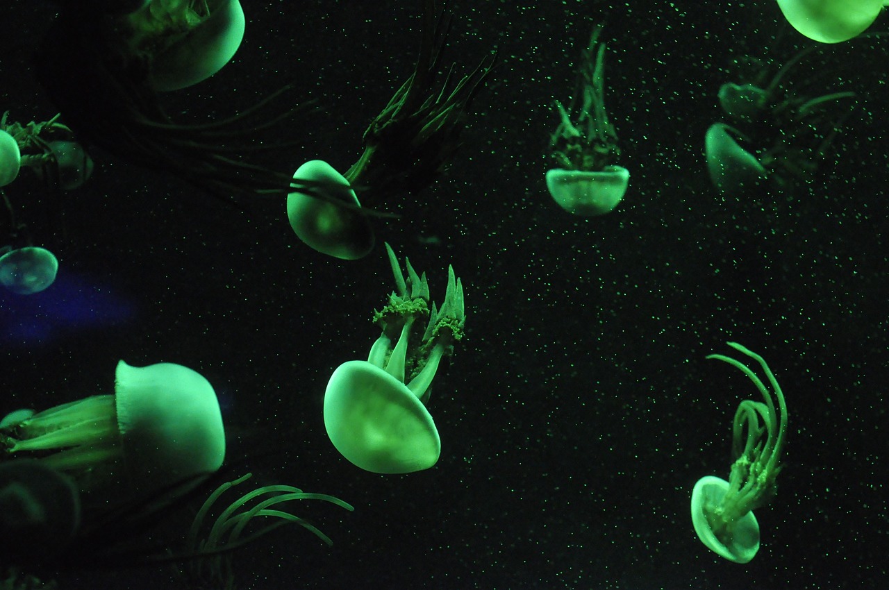 découvrez la richesse de l'écologie marine, un domaine fascinant qui explore les écosystèmes océaniques, la biodiversité des espèces marines et les enjeux de conservation des habitats aquatiques. plongez dans l'étude des interactions entre les organismes marins et leur environnement, et engagez-vous pour la protection de nos mers et océans.