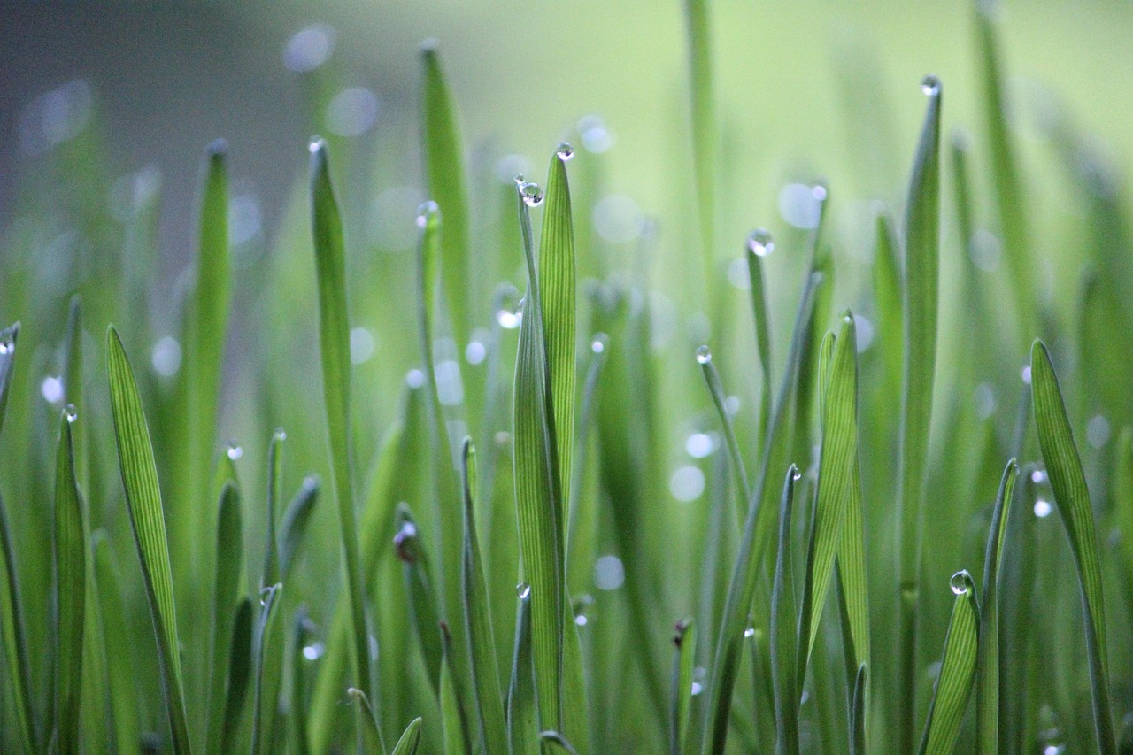 découvrez l'agriculture durable, une approche innovante qui harmonise production alimentaire et préservation de l'environnement. apprenez les pratiques écologiques, les techniques de culture respectueuses de la biodiversité et les solutions pour un avenir agricole responsable.