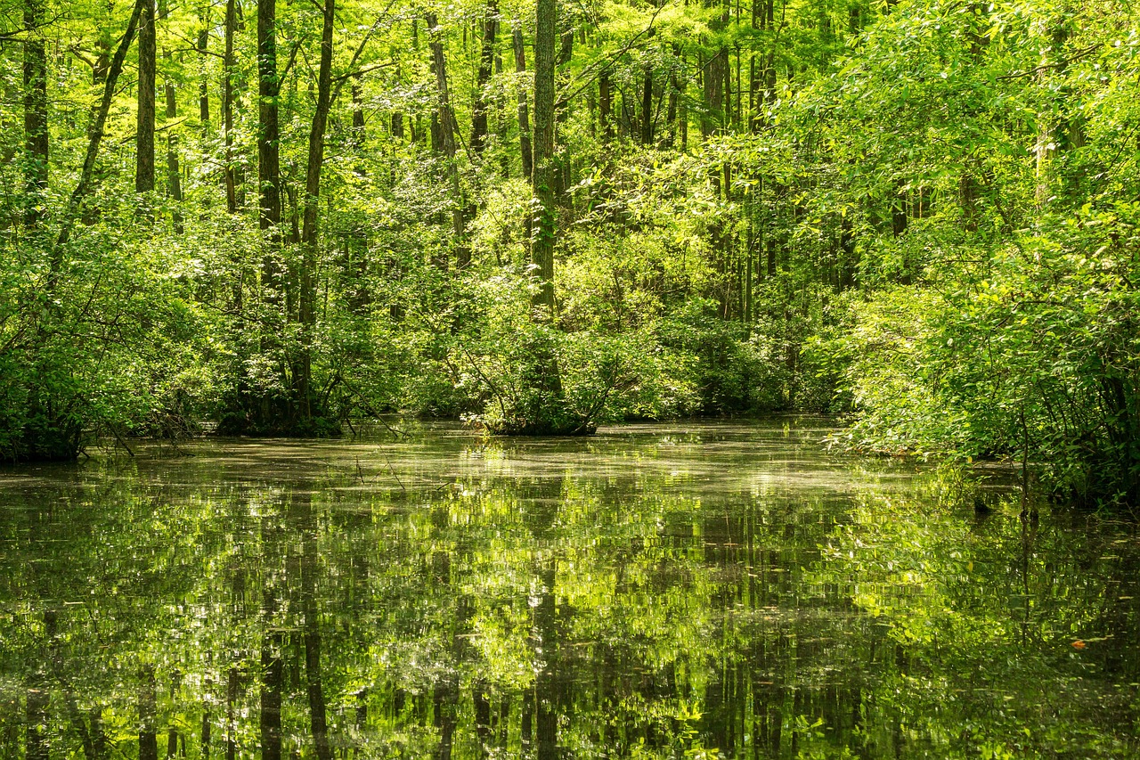découvrez l'importance de la protection des zones humides pour préserver la biodiversité, filtrer l'eau et lutter contre le changement climatique.