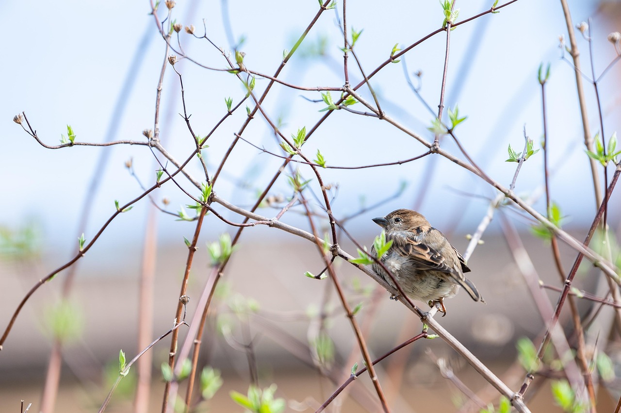 découvrez l'importance de la protection des forêts primaires, véritables trésors de biodiversité essentiels à la régulation climatique et à la préservation des écosystèmes.