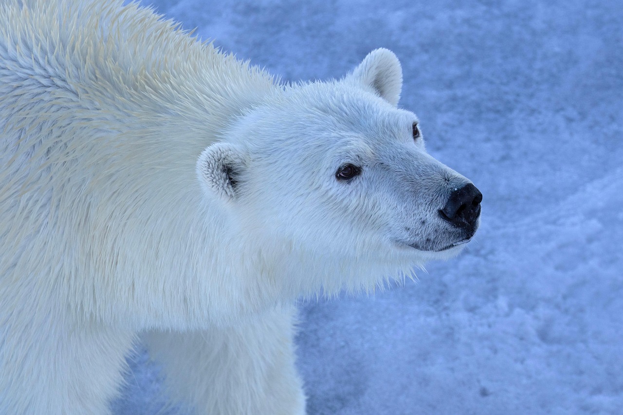 découvrez l'importance des calottes glaciaires polaires, leur rôle dans la régulation du climat mondial et les enjeux liés à leur fonte accélérée causée par le réchauffement climatique.