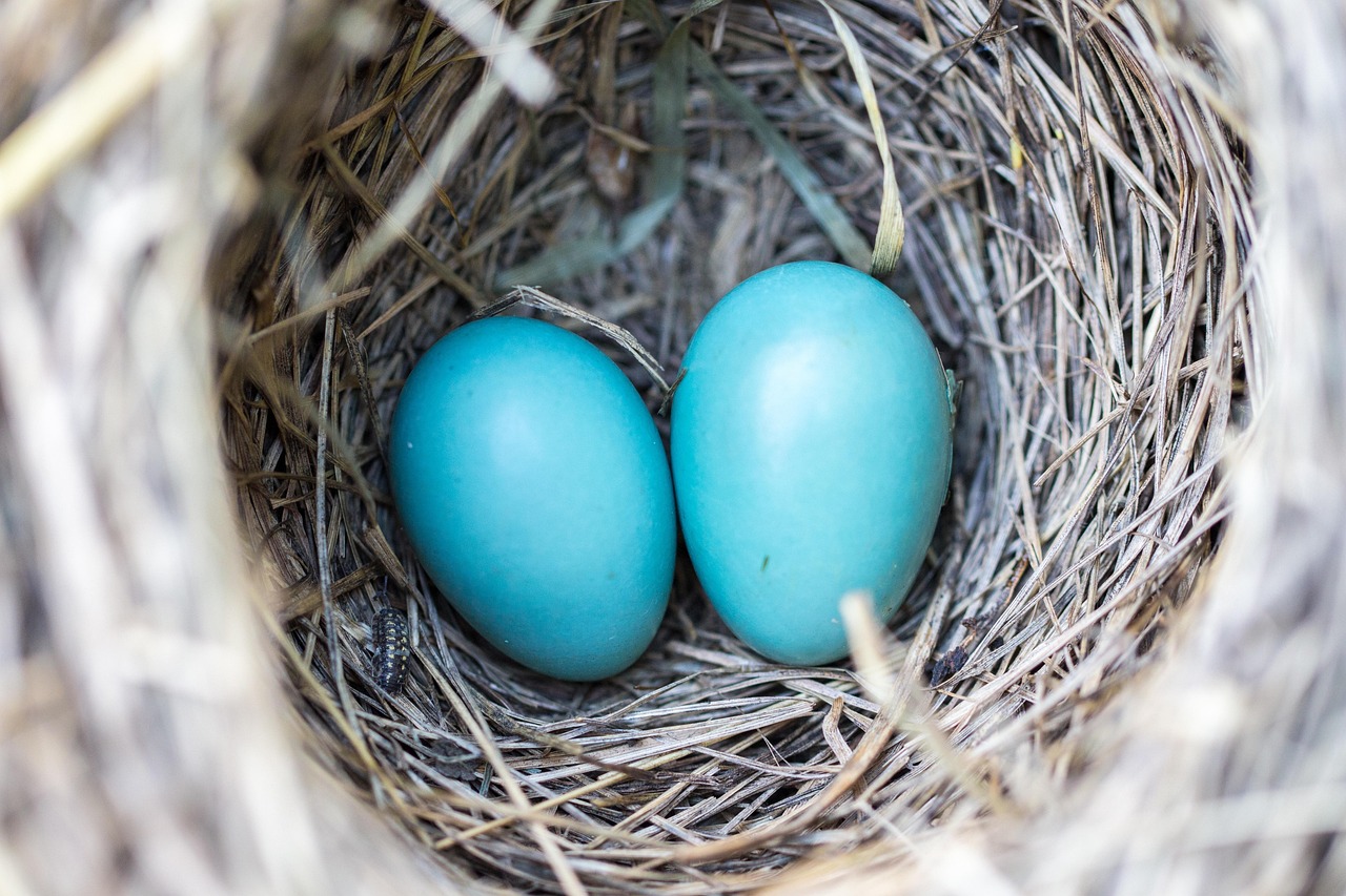 découvrez tout sur l'écologie : protéger la nature, comprendre les écosystèmes et agir pour un avenir durable.