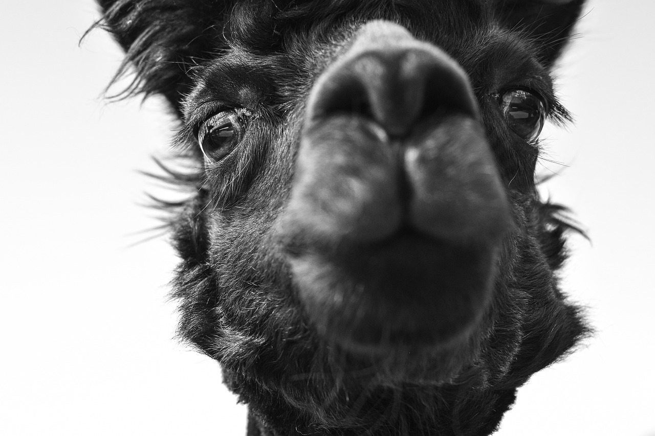 découvrez l'importance du bien-être animal et les initiatives pour protéger nos amis à quatre pattes. informez-vous sur les pratiques et les législations visant à garantir une vie meilleure aux animaux dans nos sociétés.