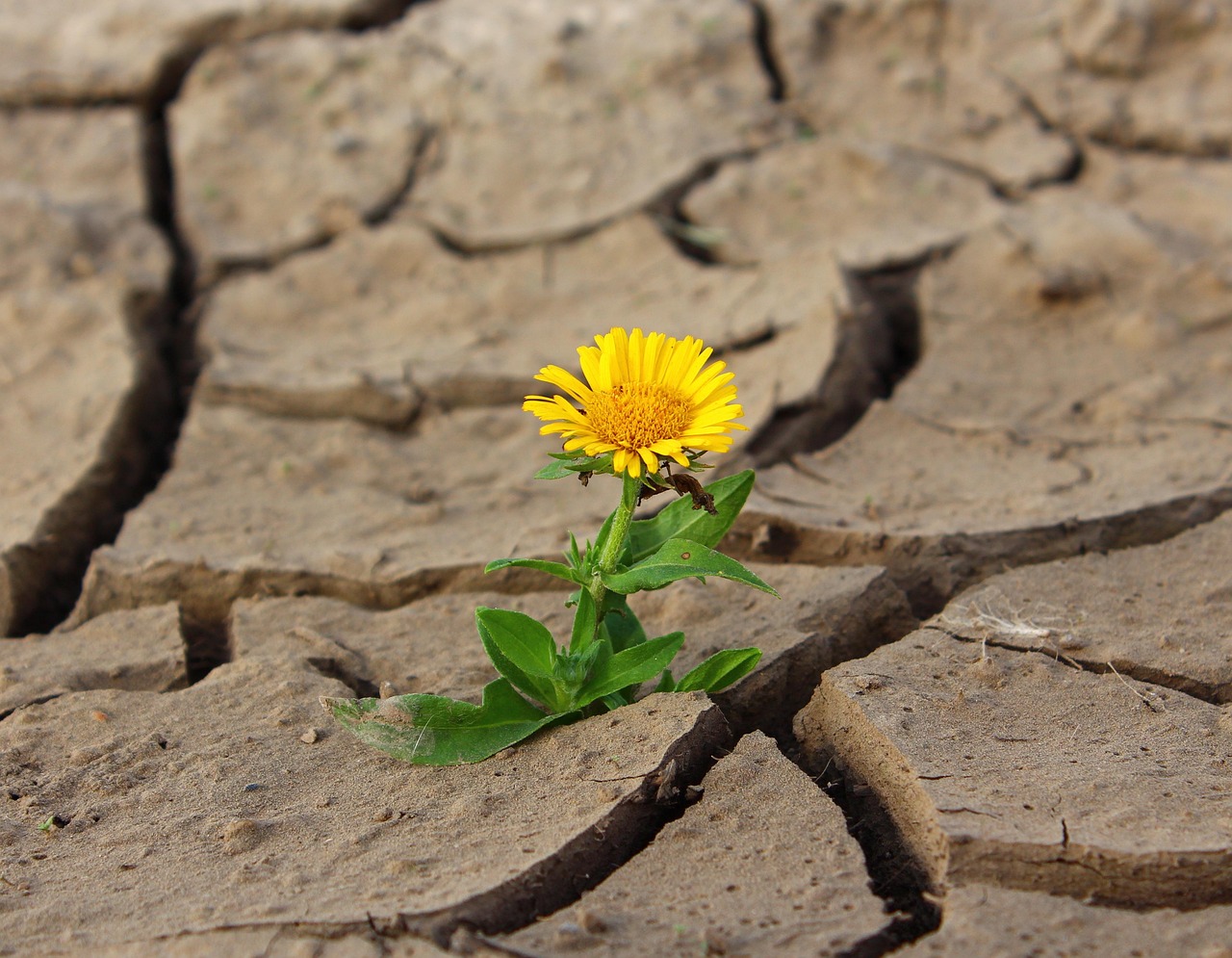 découvrez comment renforcer la résilience climatique grâce à des solutions innovantes et des stratégies efficaces pour s'adapter et faire face aux impacts du changement climatique.