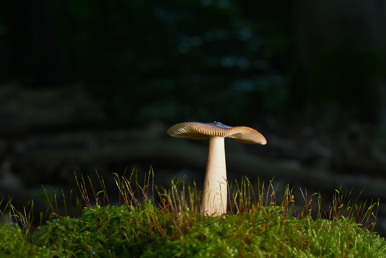 découvrez l'importance des forêts, leur biodiversité unique et les moyens de les préserver pour un avenir durable.