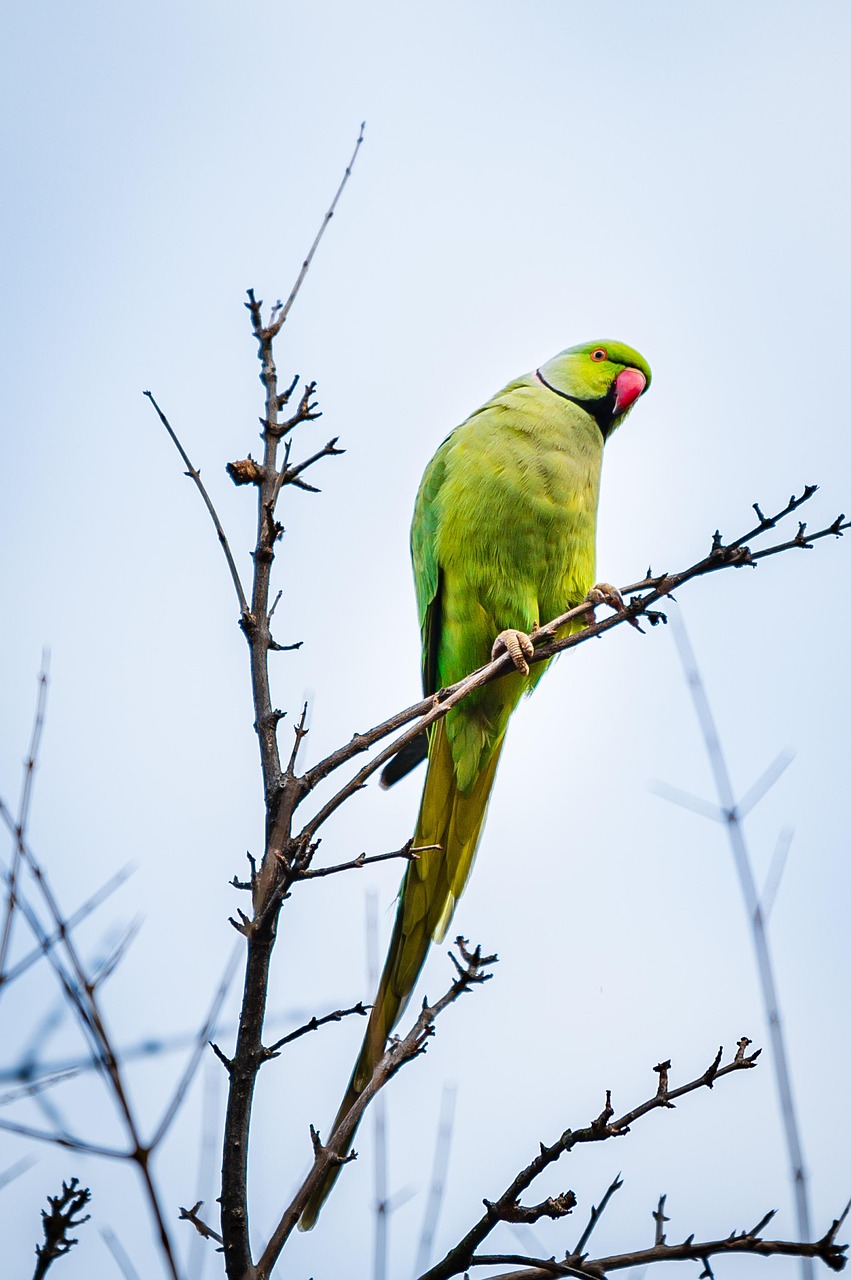 découvrez l'écologie : principes, enjeux environnementaux et solutions pour préserver la planète. informez-vous sur la biodiversité, l’énergie durable et les gestes écologiques au quotidien.