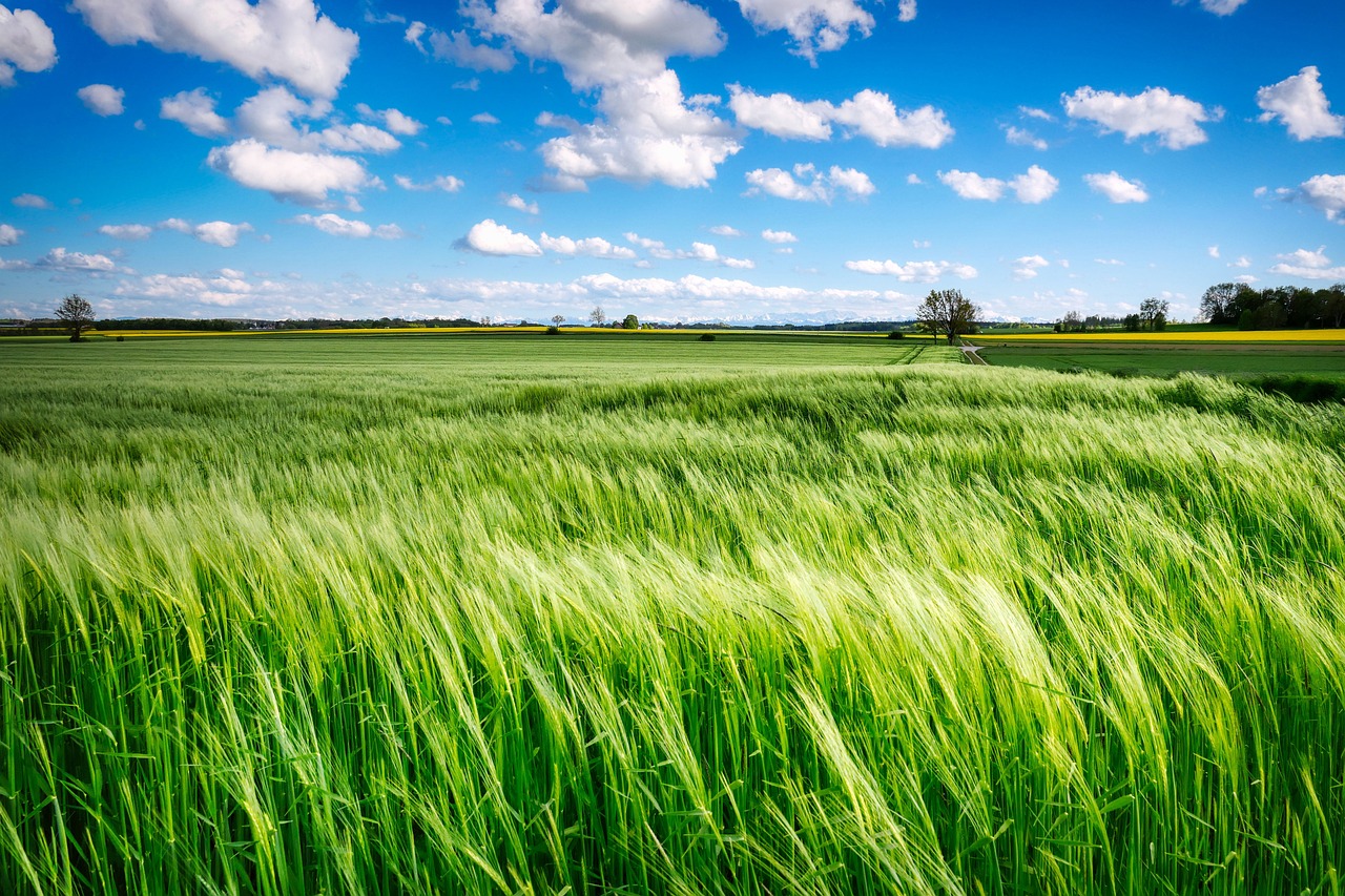 découvrez l'agriculture respectueuse du climat, une approche durable qui préserve l'environnement tout en garantissant des rendements optimaux. apprenez comment les pratiques agricoles éco-responsables peuvent contribuer à la lutte contre le changement climatique tout en soutenant la biodiversité.