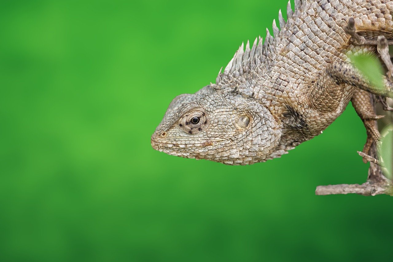découvrez l'importance de la biodiversité, ses rôles dans l'équilibre de la planète et les actions à adopter pour la préserver face aux menaces environnementales actuelles.