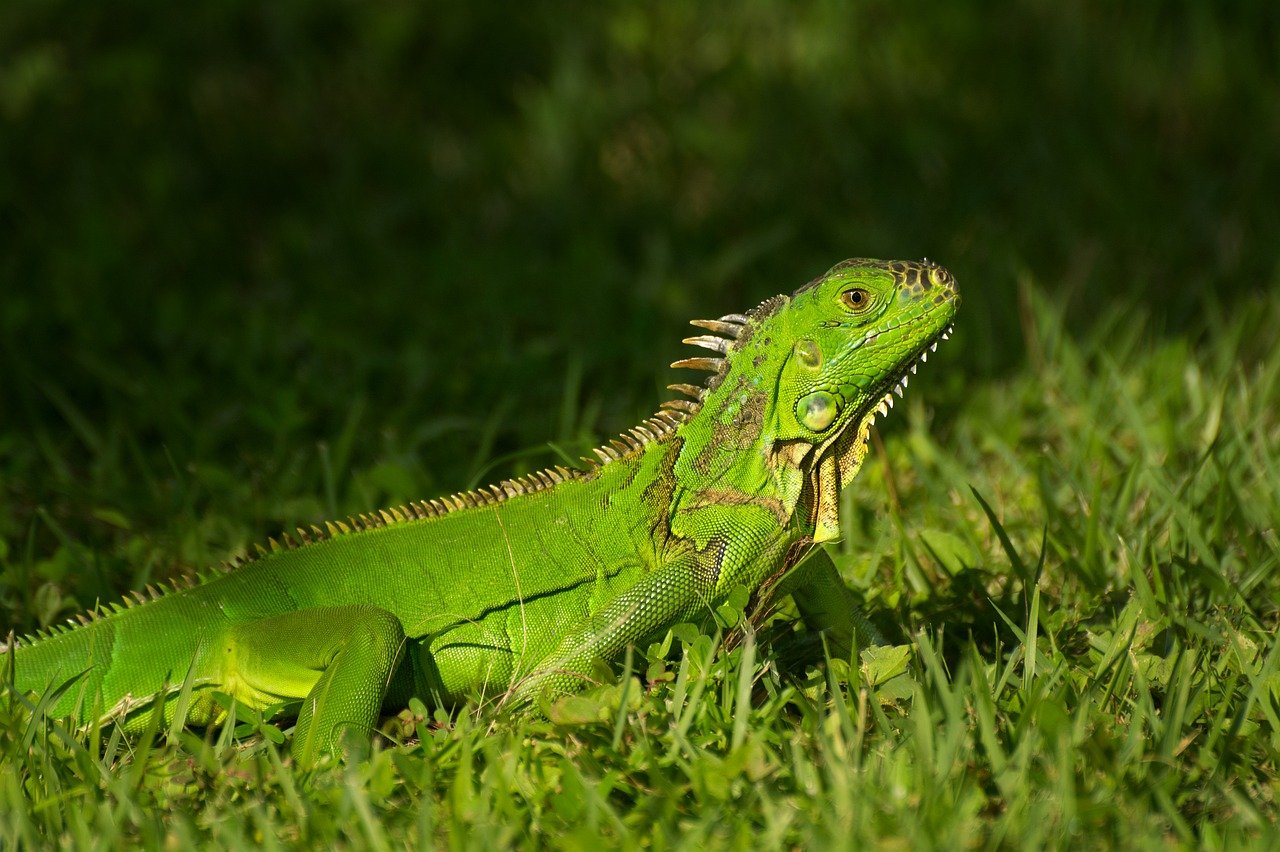 découvrez l'importance de la biodiversité, son rôle essentiel dans l'équilibre des écosystèmes et les actions pour la préserver.