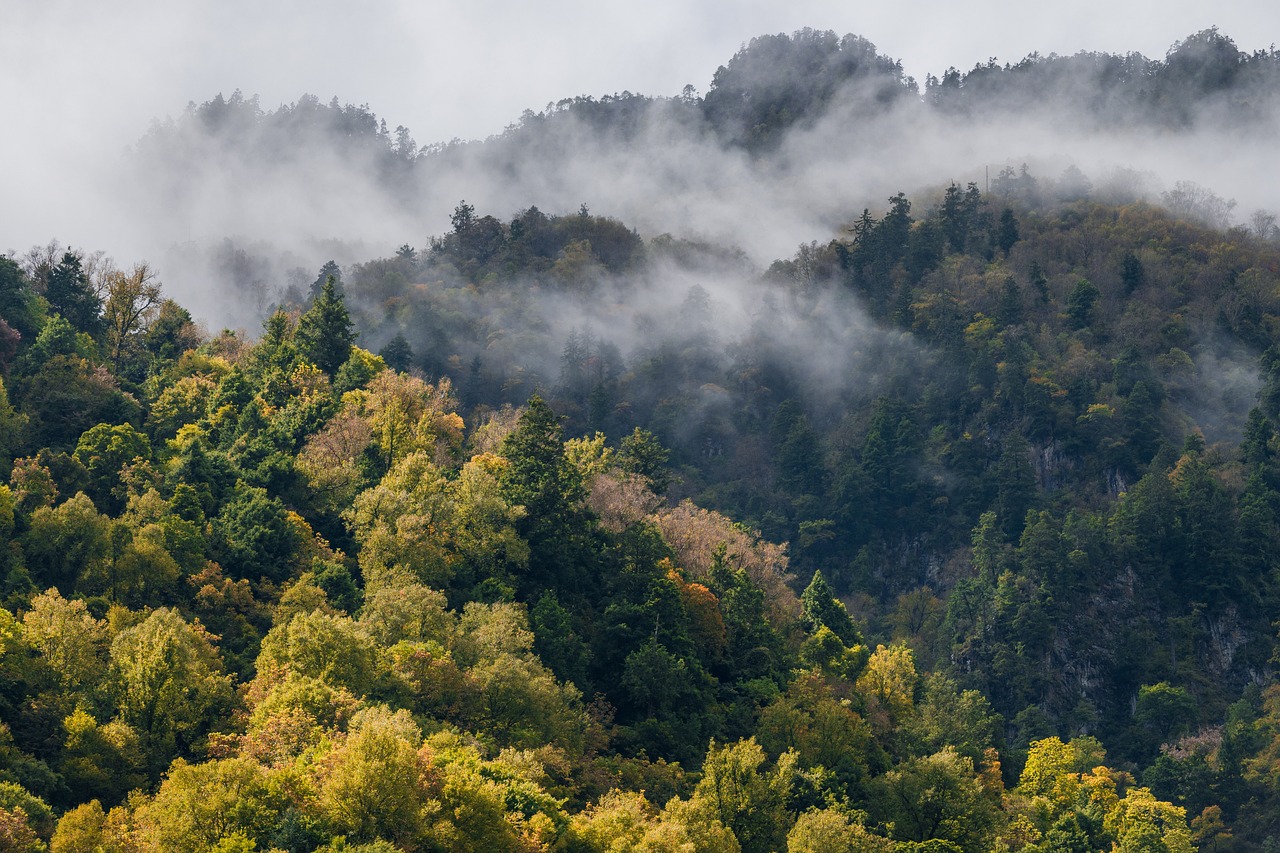 découvrez les forêts de montagne, un écosystème riche en biodiversité où la beauté naturelle et la sérénité s'unissent. explorez des sentiers fascinants, admirez des paysages époustouflants et plongez au cœur d'une nature préservée.