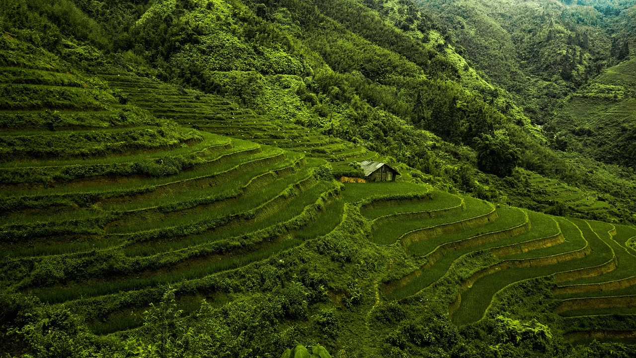 découvrez les meilleures pratiques pour une culture du riz durable, respectueuse de l'environnement, économisant l'eau et favorisant la biodiversité, tout en maintenant un rendement agricole optimal.