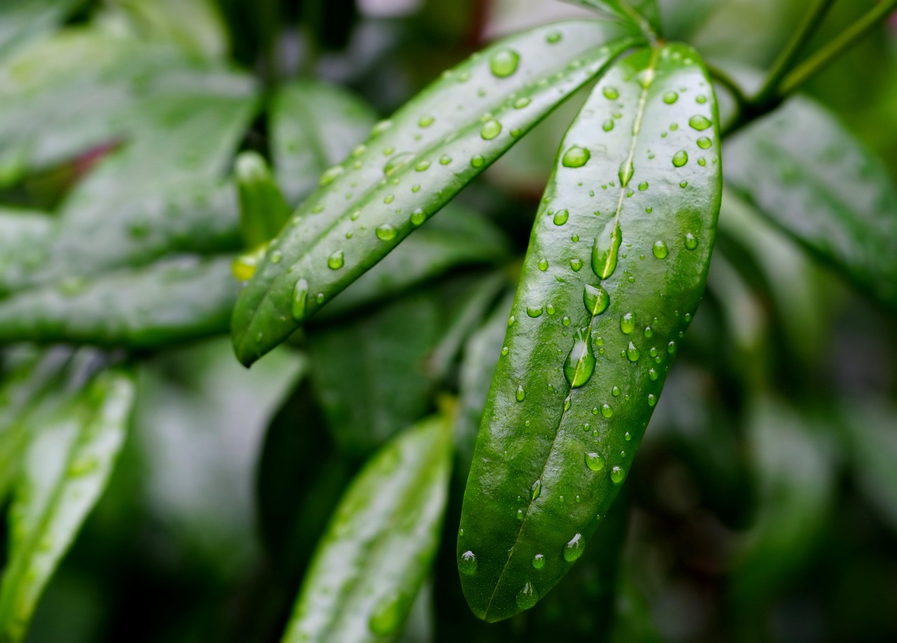 découvrez les techniques et avantages de la collecte des eaux de pluie pour une gestion durable et économique de l'eau.