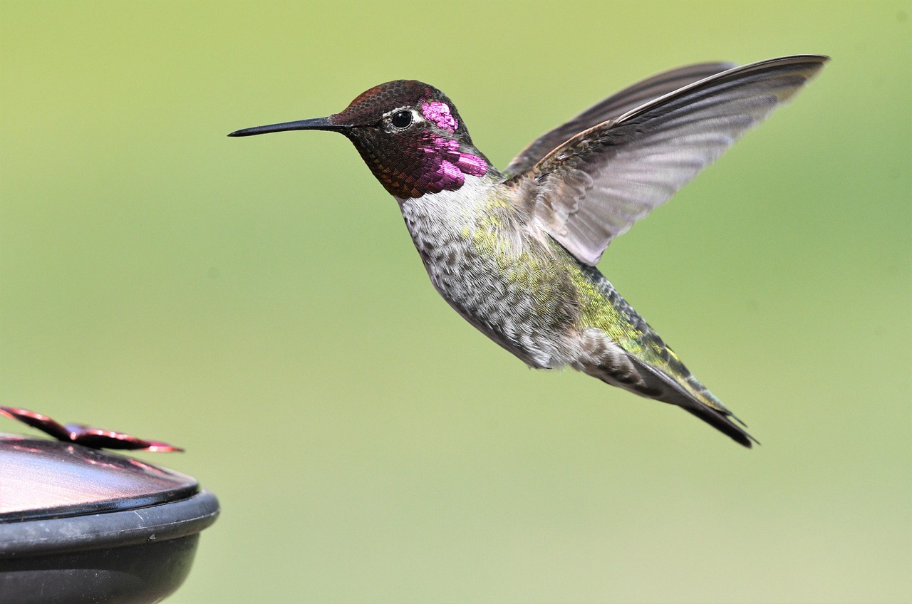 découvrez l'écologie, la science qui étudie les interactions entre les êtres vivants et leur environnement. explorez les enjeux environnementaux, la biodiversité et les pratiques durables pour préserver notre planète.