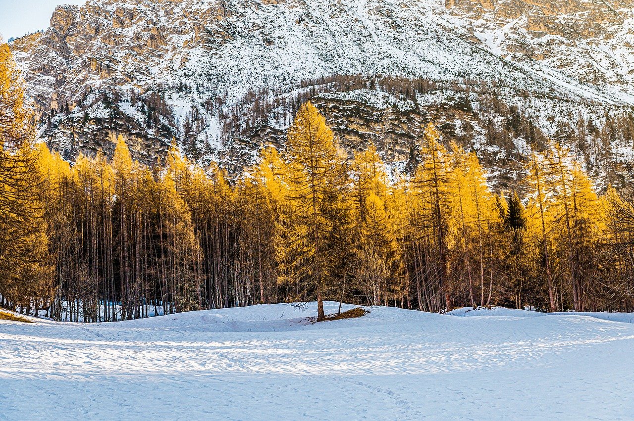 découvrez les forêts de montagne, un écosystème fascinant où la biodiversité s'épanouit. explorez des paysages majestueux, des sentiers de randonnée pittoresques et une faune unique, tout en savourant la sérénité de la nature. parfait pour les amoureux des grands espaces et les aventuriers en quête de tranquillité.