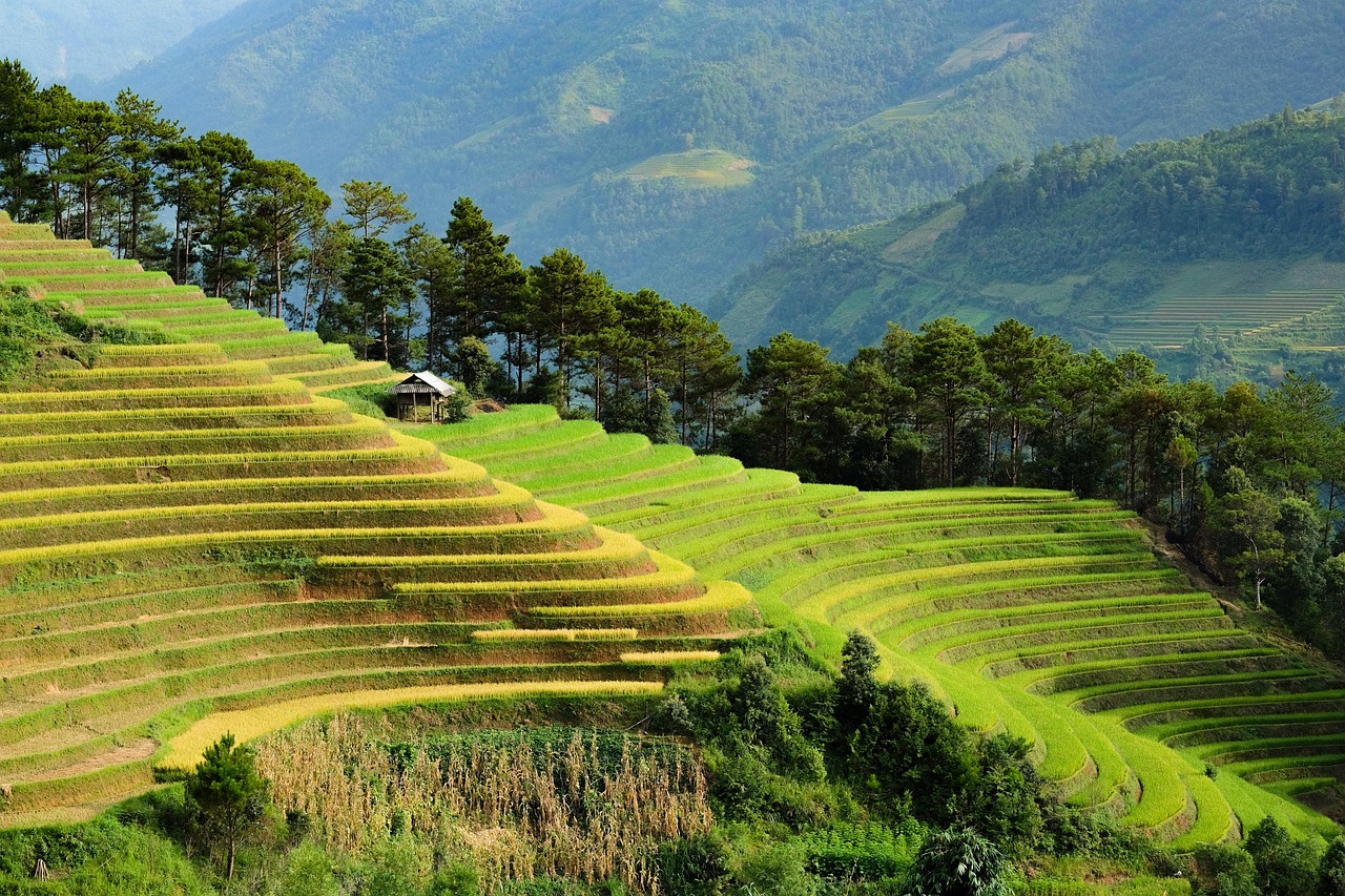 découvrez les meilleures pratiques de la culture du riz durable pour préserver l’environnement, améliorer les rendements et soutenir les communautés agricoles tout en protégeant les ressources naturelles.