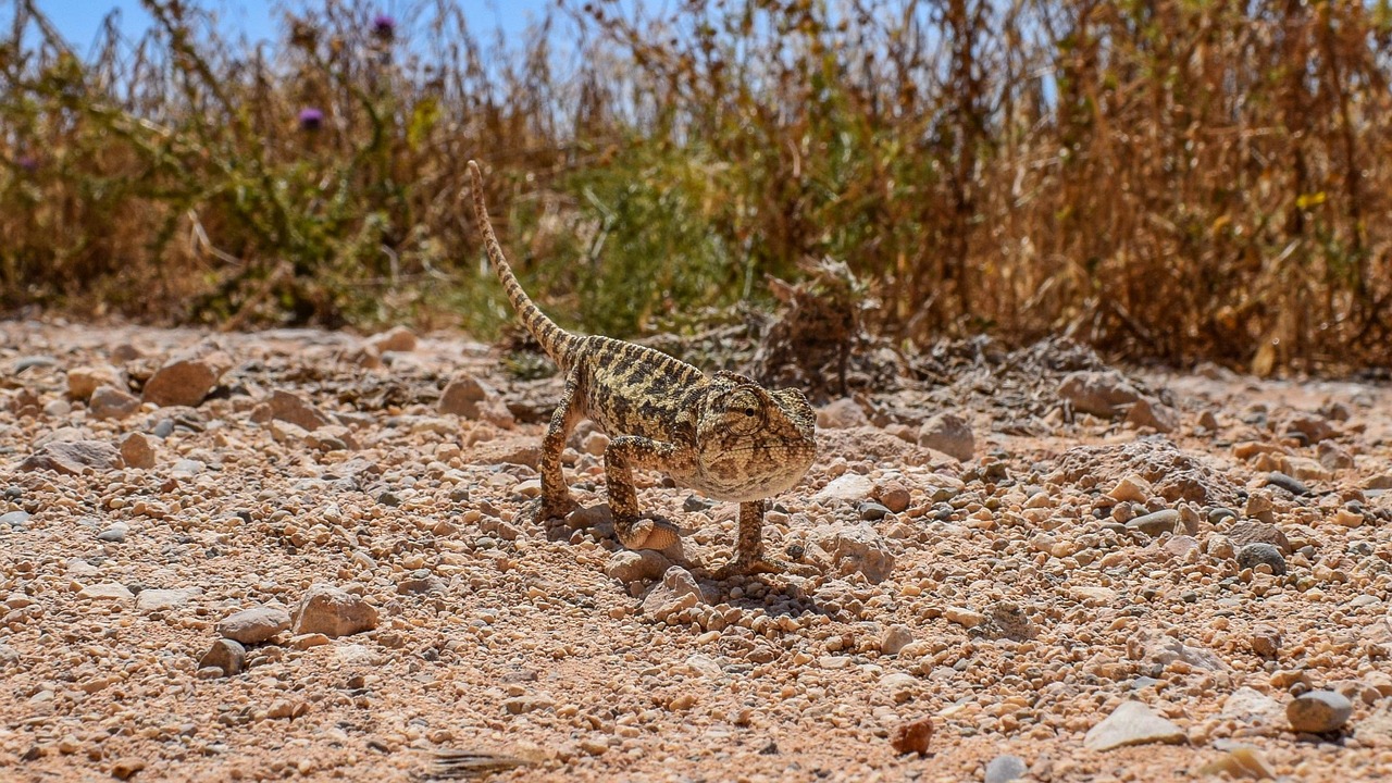 découvrez les stratégies et solutions innovantes pour l'adaptation au changement climatique, afin de protéger les communautés et les écosystèmes face aux défis environnementaux.