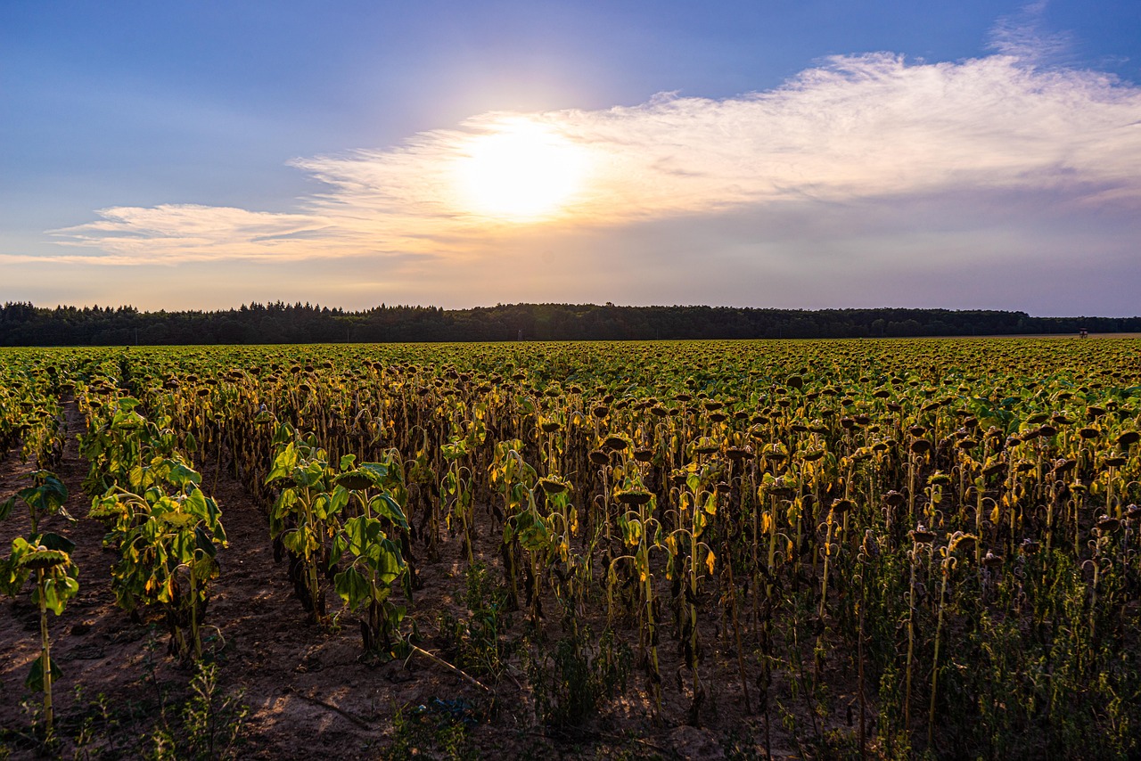 découvrez tout ce qu'il faut savoir sur les vagues de chaleur : causes, conséquences et conseils pour vous protéger lors d'un heatwave cet été.